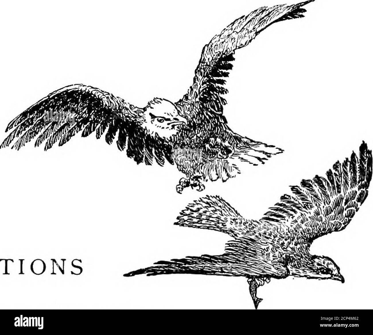 . Les fanons de l'air . The OL Beech Patridge Cloud-Wings The Eagle Chgeegee-lokh-sis A Wild Duck hukweem la voix de nuit an Orioles Nest One Touch of Naturb koskomenos The Outcast A Fellow of expédients kwaseekho kookooskoos Crow-ways Snowy Visitors A Christmas Carol Killooleet, Little Sweet Voice of Indian Names Glossaire. ILLUSTRATIONS PLEINE PAGE frappant les leurres avec un grand Splash ET un clatter ... Frontispiece a fait un coup de tonnerre à la sécurité et à l'abri DES pins 30 il s'est mis sur les ailes larges sombres . 38 il y avait un Quack bas qui a sorti chaque canard de son hiding . . .100Hukweems Cu Banque D'Images