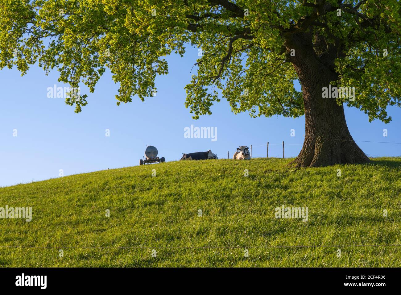 Pré, chêne, vache, matin, printemps, Odenwald, Hesse, Allemagne Banque D'Images