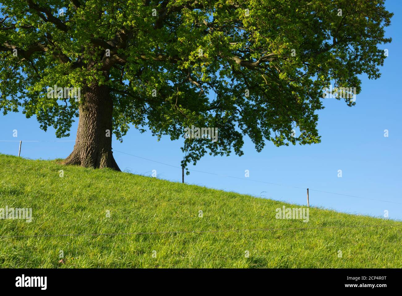 Pré, chêne, matin, printemps, Odenwald, Hesse, Allemagne Banque D'Images