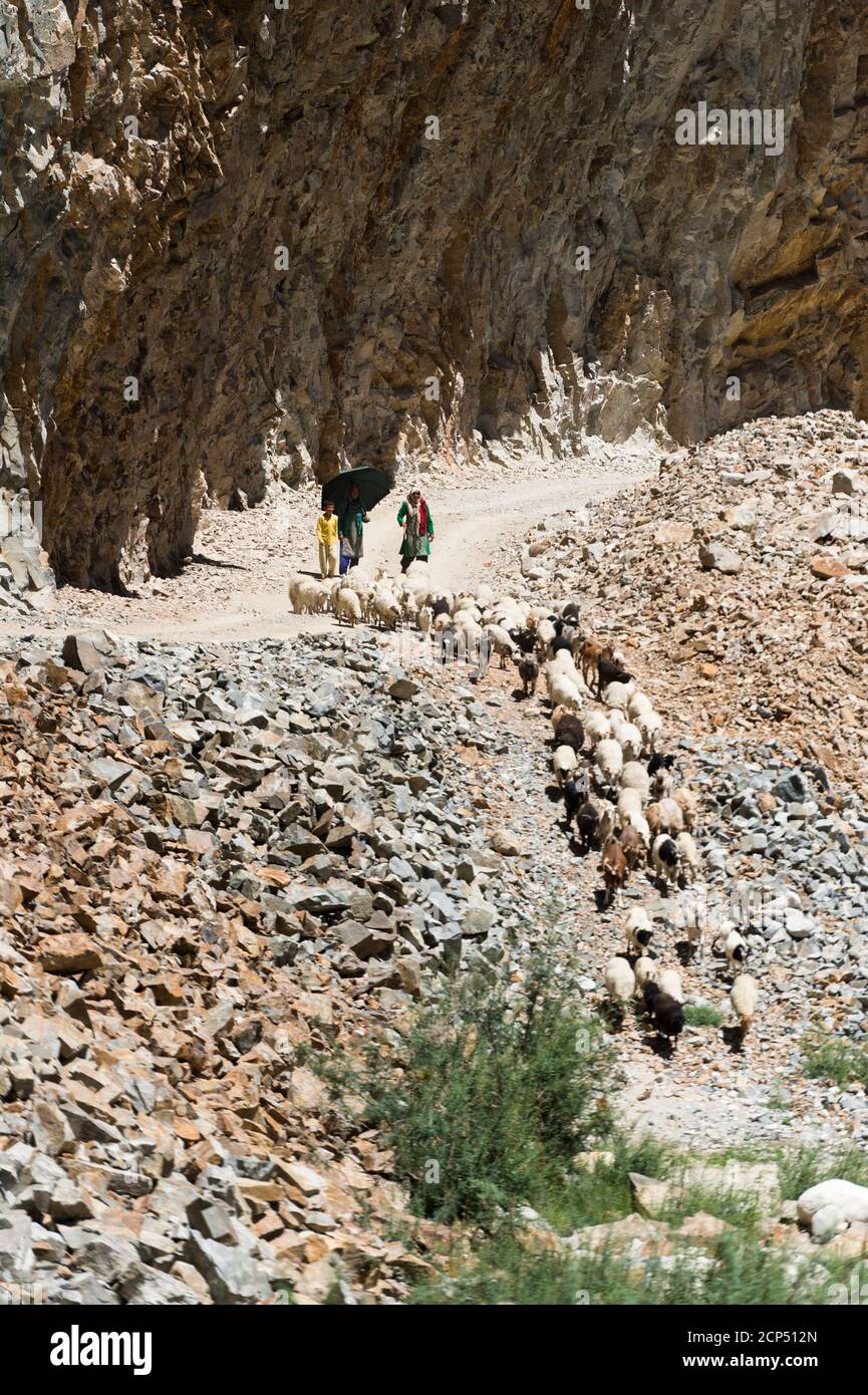 La vallée de Nubra avec le village de Hundar, affluent de la rivière Shyok, chèvres et moutons Banque D'Images