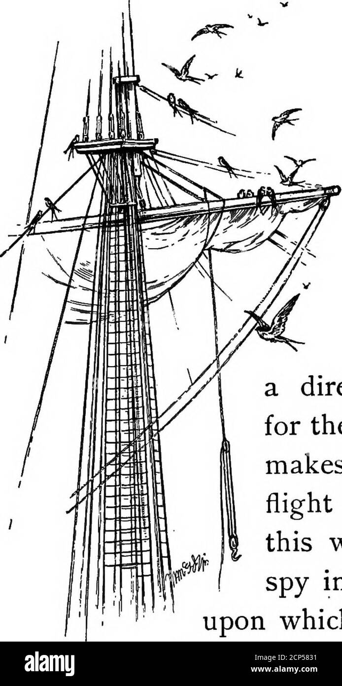 . Le livre d'hirondelle; l'histoire de l'hirondelle racontée dans les légendes, fables, chansons folkloriques, proverbes, omens et devinettes de beaucoup de pays . a été sous d'autres cieux, dans les terres lointaines, où les jours ensoleillés se sont havechantés en nuits étoilées, et rosé dawninto couchers de soleil dorés. La nature a showeredupon les sourires de soleil, de nourriture abondante, de bienheureuse bienvenue — les bénédictions qu'ils ont hanté à renoncer quand ils ont appelé loin en pleuvant pour les anciens nids et les joies de l'élevage de leurs jeunes. On pensait autrefois que les hirondelles étaient 12 L'HIRONDELLE capable de couvrir de grandes distances de mer avec arrêt pour se reposer. Mais le repos est nécessaire-sary Banque D'Images