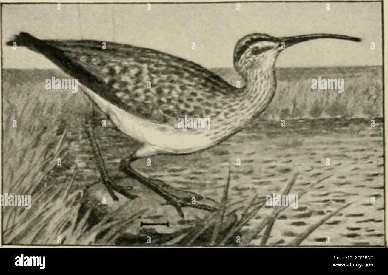 . Oiseaux des États-Unis à l'est des montagnes Rocheuses; un manuel pour l'identification des espèces en main ou dans la brousse . ba, et l'hivernage des États du Golfe aux Antilles. 28. Courlis hudsonien (265. Nuinhuushudsdnicus). —UN gros oiseau, commun, nuuh-marbré, généralement brunâtre, rivage, ventre aviteux, et un long, drépanocytaire, bas-courbé, slender Bill.Ceci est un oiseau plus petit, mais plus banal que le dernier, et a des habitudes similaires et des caprices comme des endroits.(Jack Curlew.) Longueur, 16-18; aile de Courlis hudsonian, 91 (9-10^) ; queue, 3^; tarse, 2|; ponceaux, 3-4. Amérique; reproduction dans l'AR Banque D'Images