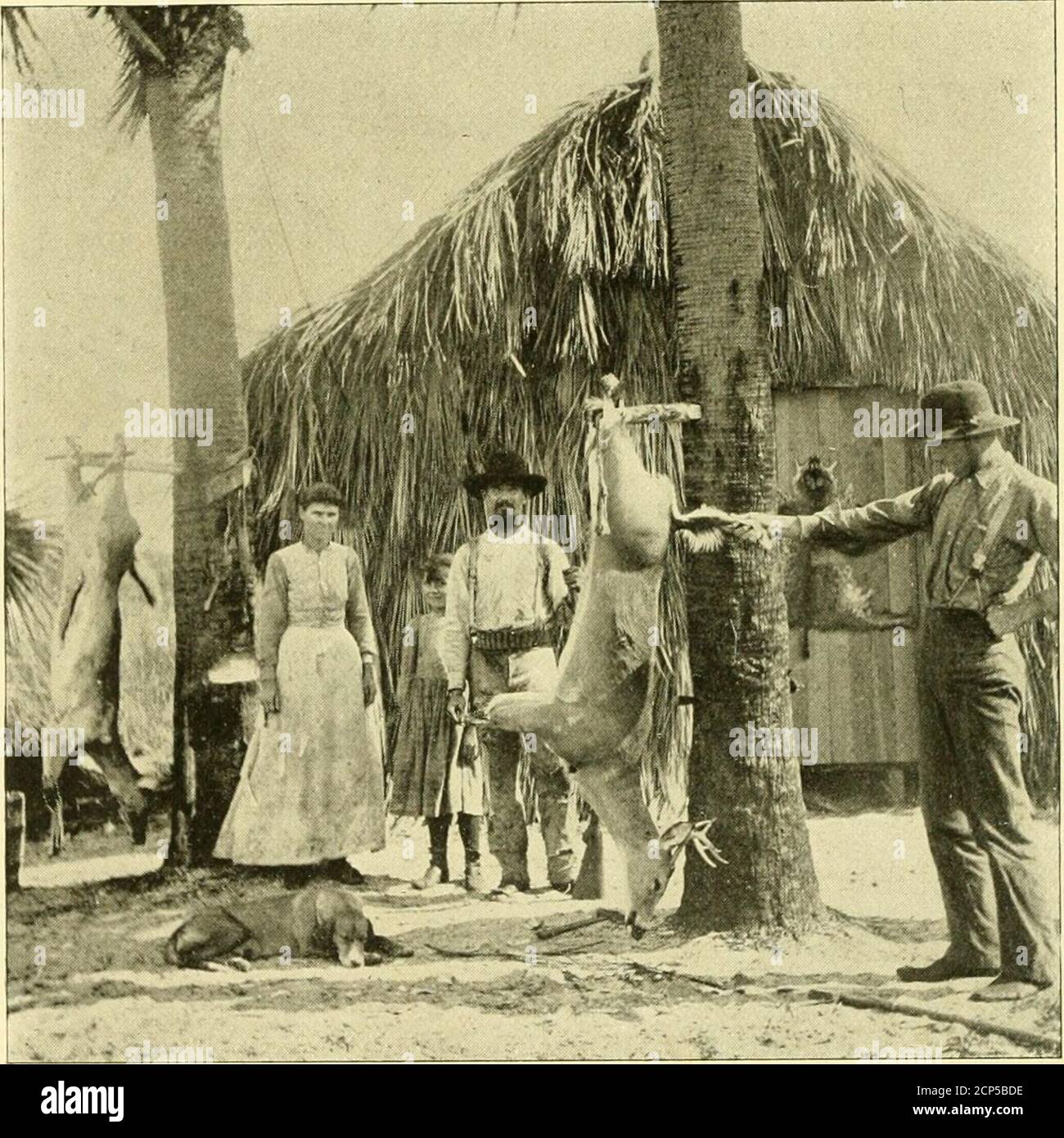 . Chasse et pêche en Floride : y compris une clé pour les oiseaux aquatiques connus pour se produire dans l'Etat . ;reavez jour 94 CHASSE ET PÊCHE EN FLORIDE. boggy, et peut être traversé n'importe où à cheval; mais d'autres ne sont pas dignes de confiance. Tout étang peut être traversé en toute sécurité dans lequel la buisson basse pousse qui, comme Jack Davis le décrit, favorise le pin asmall. Au sud de Hillsboro, une distance d'environ douzièmes, nous traversons Cypress Creek, à la tête de laquelle est un camp oldIndian appartenant à Osceola, où les Indiens construisent leur. Camp de TIIORXTOX S, RIVIÈRE HILLSBCIRO. Canoës, les cyprès de la région étant parti Banque D'Images
