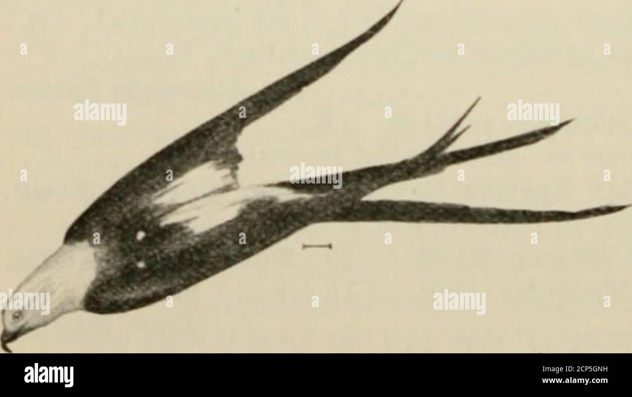 . Oiseaux des États-Unis à l'est des montagnes Rocheuses; un manuel pour l'identification des espèces en main ou dans la brousse . rugineux rug-leg. P. jambes plus ou moins de buffle sans brunâtre-rouge 19. American Rough-legged Hawk. 1. Kite à queue hirondelle (.527. Elanoides forficltus). — UN cerf-volant, grand, brillant, noir bleuâtre, avec la tête, la bosse, et sous les parties blanches, et la queue deeplyforked. Les couvre-ailes du cou et du dessous sont également blancs. Thisis un oiseau gracieux, généralement vu sur l'orientation, où ses déplacements rappellent un de ceux d'une hirondelle.il est remarquable en ce qu'il peut boire aussi bien que ea Banque D'Images
