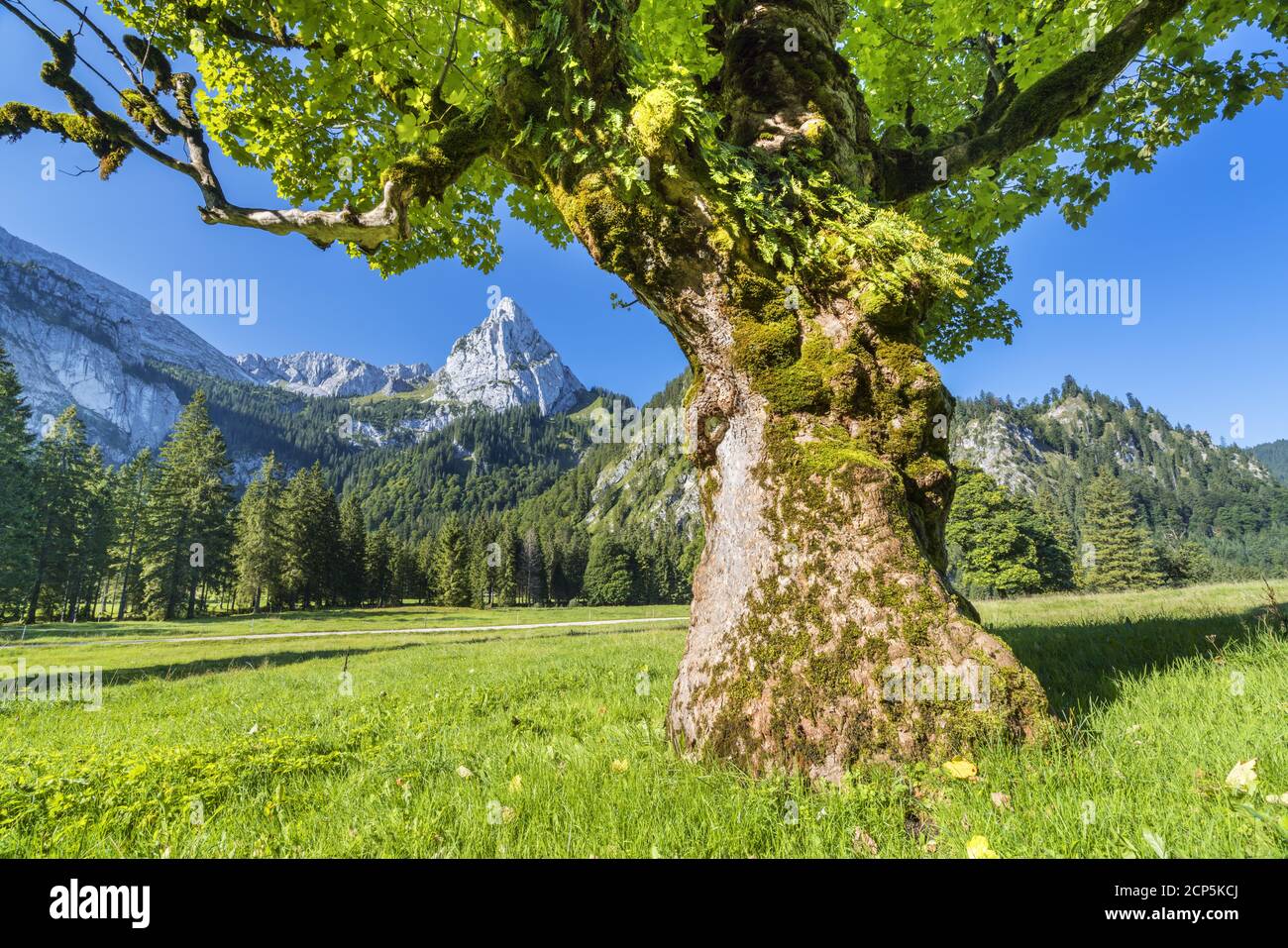 Sycamore érable en face de Geiselstein (1,882 m) dans les Alpes d'Ammergau, Halch, Ostallgäu, Allgäu, Swabia, Bavière, Allemagne du Sud, Europe Banque D'Images