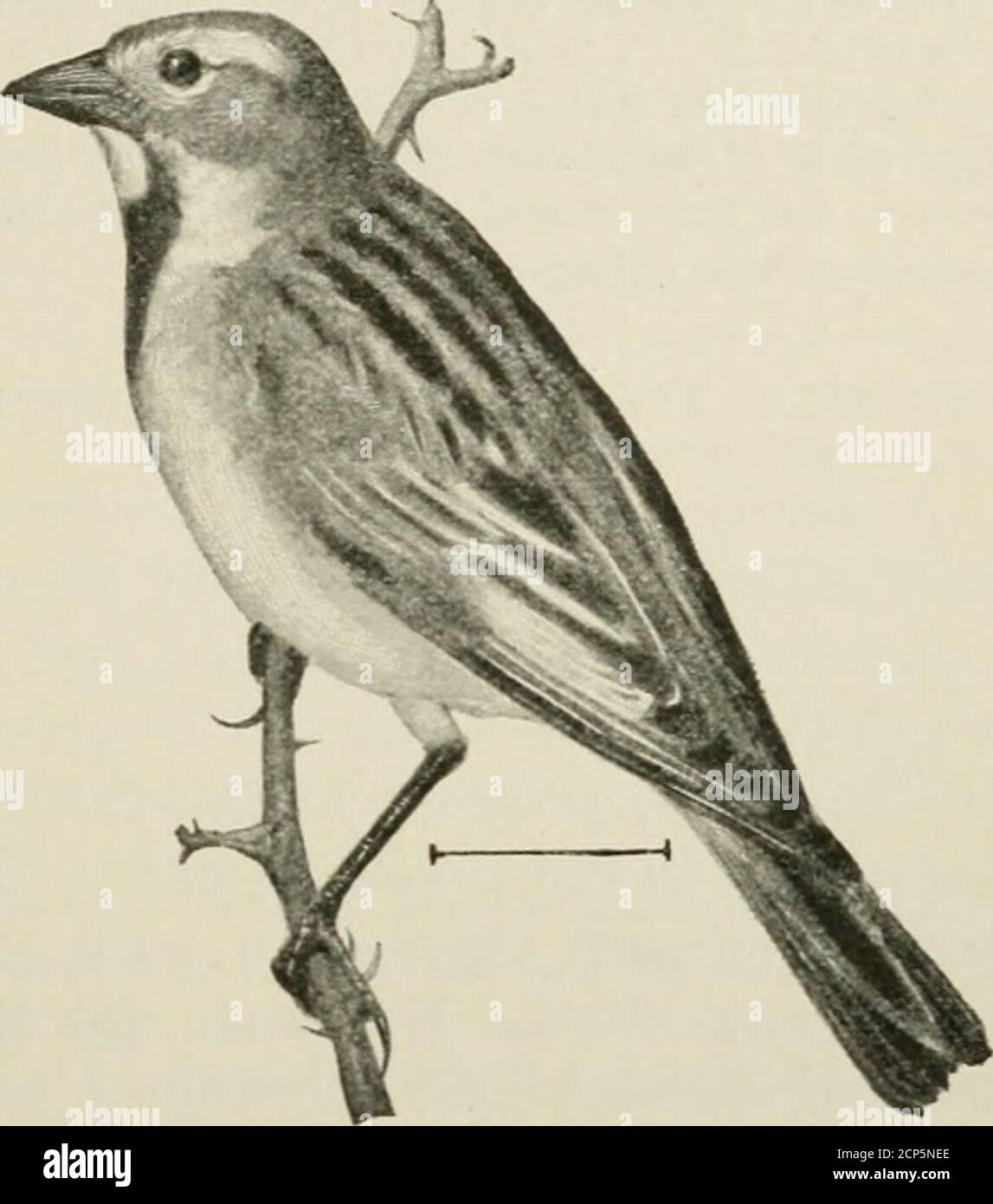 . Oiseaux des États-Unis à l'est des montagnes Rocheuses; un manuel pour l'identification des espèces en main ou dans la brousse . s n'a été vu que sur l'une des clefs de Floride. FAM. XIII FINCHES, SPARBOWS, ETC. 141 52. Dickcissel (604. Spiza americ(lna).—UN oiseau à la poitrine jaune, à gorge noire, à dos strié, ressemblant à un moineau avec une tache rouge sur le coude de l'aile. Le chinabov^e le noir throatis blanc, avec plus d'orless de jaune sur les poireaux, et le côté crownand de la tête agris, avec un jaune au-dessus de l'oeil. Le dos est brunâtre, striakedwith noir, et le belliqueuse. Dullerand femelle avec Banque D'Images