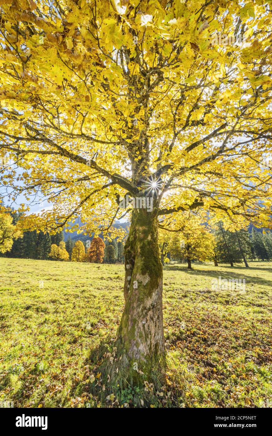 Sycamore érable dans les Alpes d'Ammergau, Halch, Ostallgäu, Allgäu, Swabia, Bavière, Sud de l'Allemagne, Allemagne, Europe Banque D'Images