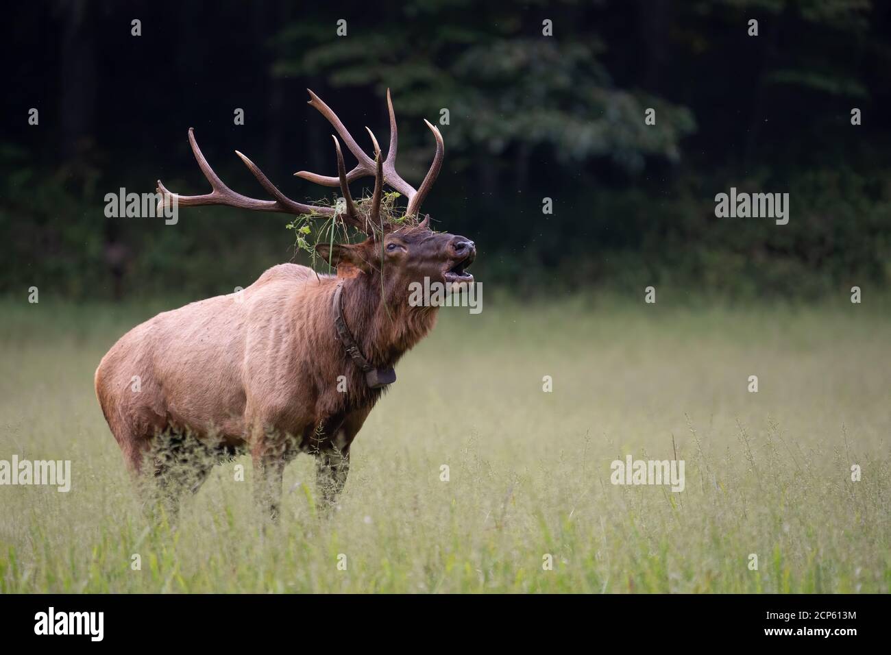 Bull elk en bugle Banque D'Images