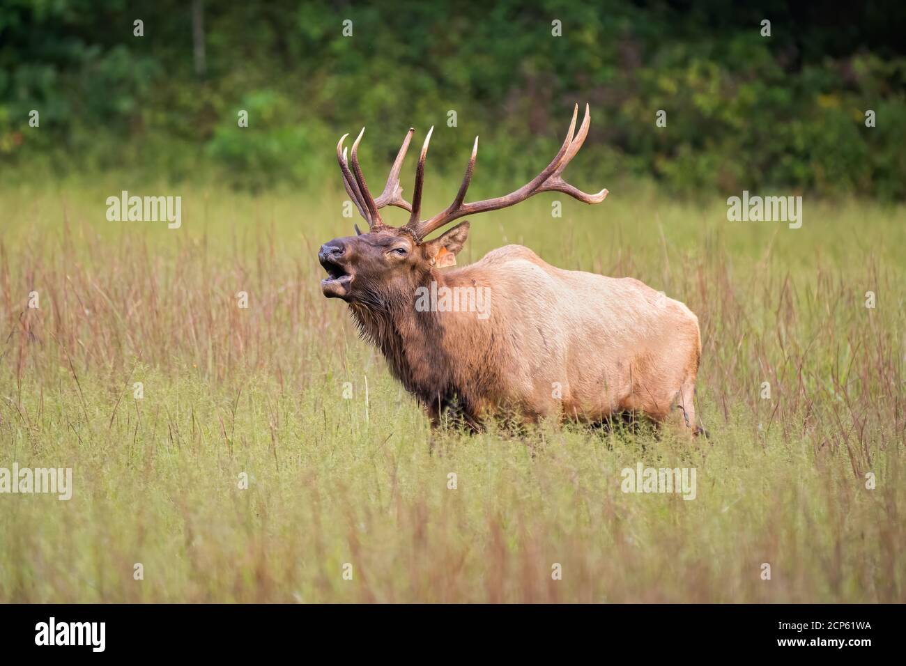 Un wapiti de taureau dans un pré. Banque D'Images