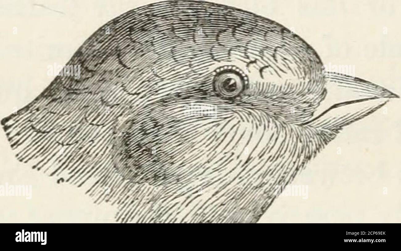 . Une histoire des oiseaux britanniques, indigènes et migrateurs: Y compris leur organisation, leurs habitudes et leurs relations; des remarques sur la classification et la nomenclature; un compte rendu des principaux organes des oiseaux, et des observations relatives à l'ornithologie pratique .. . la première plus longue. Queue assez longue, émarginate. Les distinctions entre ce genre et Emberiza, althoughléger, sont pourtant facilement perçues. La mandibule supérieure des PLEC-trophanes est plus large, les ailes plus longues et plus pointues, la griffe de l'arrière proportionnellement plus allongée et le bouton du palais moins angulaire et élevé. Sous la forme du projet de loi, je Banque D'Images