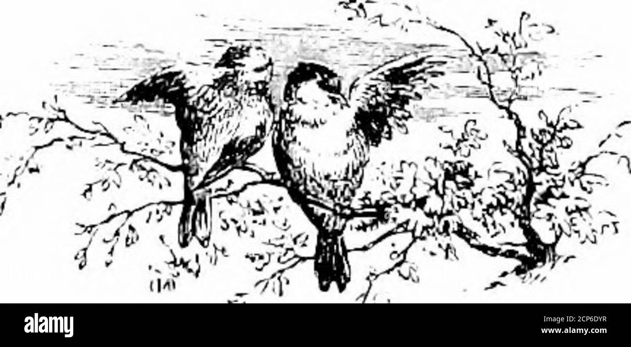 . L'oiseau . Le poteau-chat a volé la profondeur de la vallée, l'hermine est descendue de la roche, le pin-martre a terré son nid, le renard a prowled parmi les buissons. Tous ces ennemis le pauvre peu regardé pendant cette nuit terrible.sur son arbre, sur la terre, dans l'air—la destruction lui menaça de tous les côtés. Combien de temps, combien de temps ont été les heures où, pas oser tomove, sa seule protection était les jeunes feuilles qui l'ont crié !et maintenant, combien grand le plaisir de plis son aile sans entrave, à la sécurité de la veine, protégé, défendu par la lumière! 328 NOTES EXPLICATIVES. Le chafEncli se relève avec tout son énieur Banque D'Images