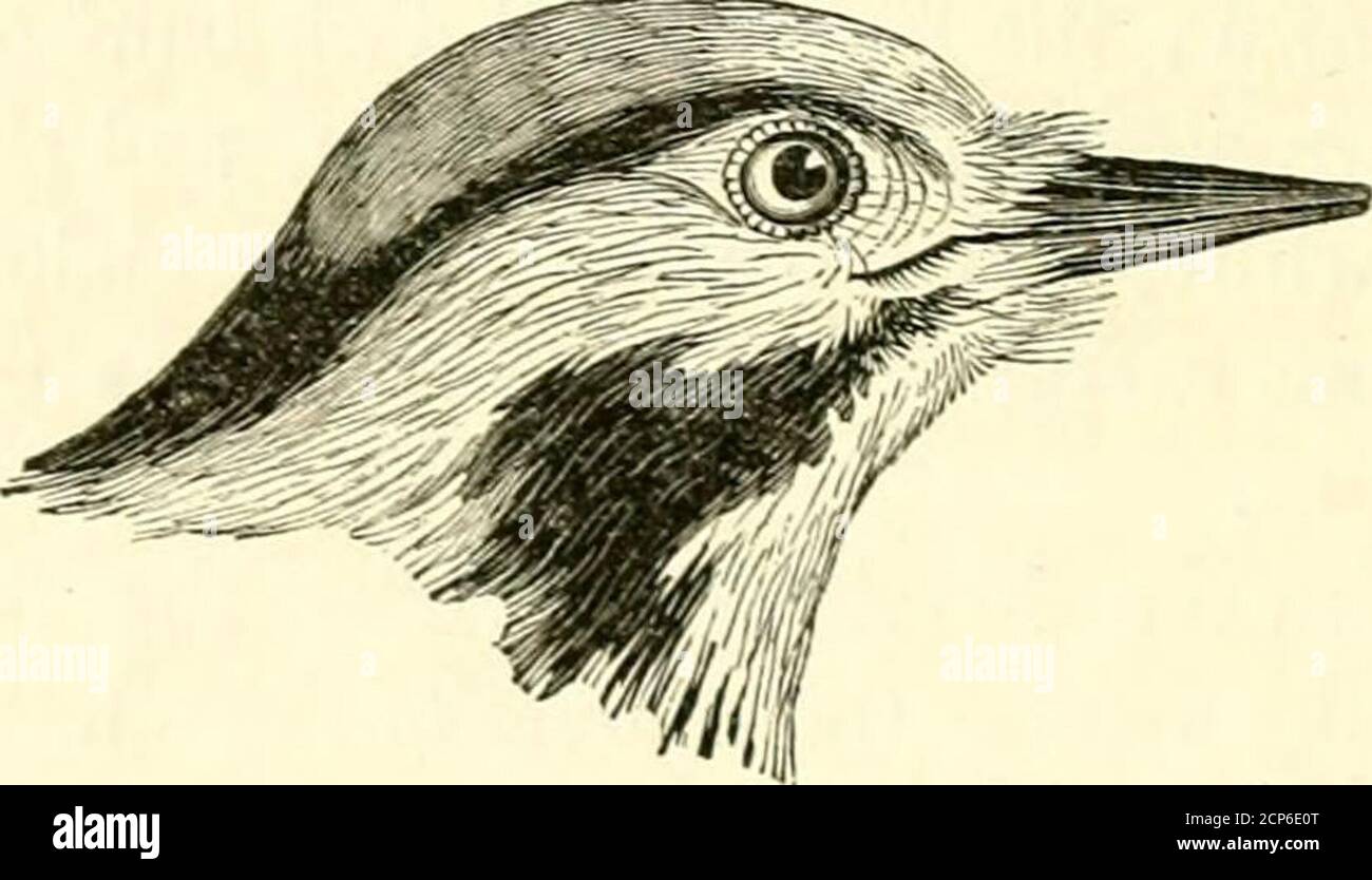 . Une histoire des oiseaux britanniques, indigènes et migrateurs: Y compris leur organisation, leurs habitudes et leurs relations; des remarques sur la classification et la nomenclature; un compte rendu des principaux organes des oiseaux, et des observations relatives à l'ornithologie pratique .. . AVood-Pecker, Picus varius major, pour le distinguer de l'espèce européenne altérée ; et Linnaeus, pour convenir à la nomenclature binaryqu'il employait, a rejeté le terme varius orated, et lui a donné le nom spécifique de major. Toutefois, cette appellation est manifestement irrecevable, car l'oiseau n'est pas le plus haut de la spécification tachetée ou à pied Banque D'Images