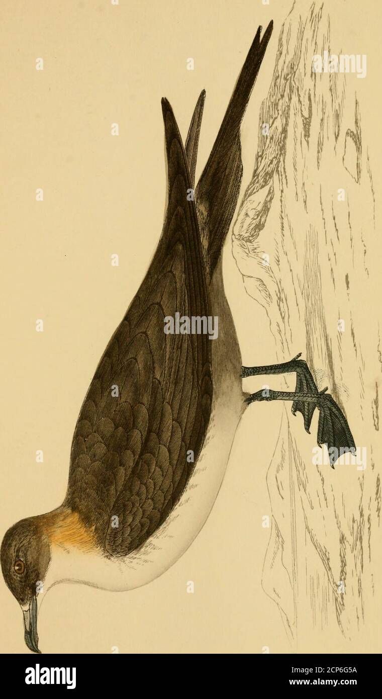 . Une histoire des oiseaux britanniques. Par le Rév. F.O. Morris .. . ^ supposé, dans différentes statesde son plumage, de composer plus d'une espèce, est la commonin Europe—en Suède, Norvège, Danemark, les îles Féroé, Spitzbergen, Scandinavie, et d'autres parties du nord. Somehae s'est produit sur les côtes de la Hollande et de la Belgique, comme l'a signalé M. de Selys Longchamps. En Asie—en Sibérie et à Kamtschatka. Aussi en Amérique du Nord—au Groenland, sur les côtes de Terre-Neuve, du Labrador et de la baie Hudsons. Avec nous, ils se reproduisent dans plusieurs des îles Orcades et ShetlandIslands, comme Hoy et le Holm d'Eday de l'ancienne; Noss, Banque D'Images