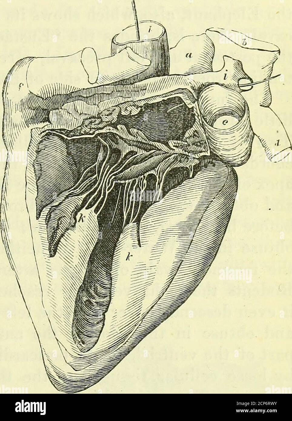 . Sur l'anatomie des vertébrés [ressource électronique] . l'angle supérieur andextral de cette au-rille. La valve mitrale est régulée par deux ammillarycolumnae courts et épais, ib. k, k, qui envoient leurs tendinouschords à la surface marginale et ventriculaire de la valve. Les ventricules et les aurores présentent les proportions habituelles des mammifères et la relativétricité des pariètes. Trois valves sigmoïdes sont situées à l'origine de l'artère pulmonaire, et le même nombre est situé au niveau de l'aorte. B. coeur de Lissencephala.—dans la plupart des espèces de cette subclass1La droite auricule montre les modifications résultant de t Banque D'Images
