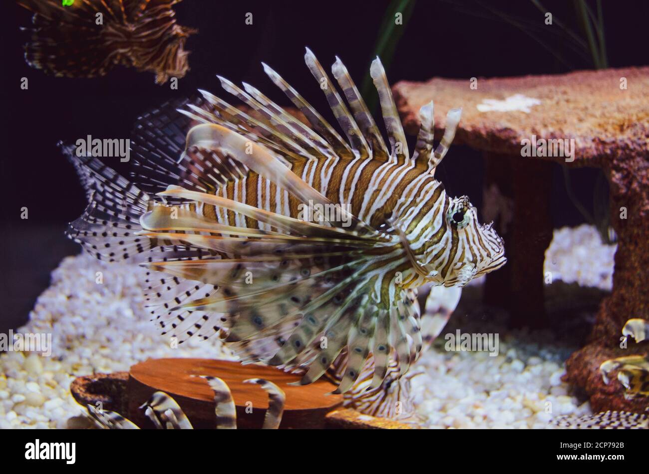 Lion Fish nageant dans un aquarium d'eau salée Banque D'Images