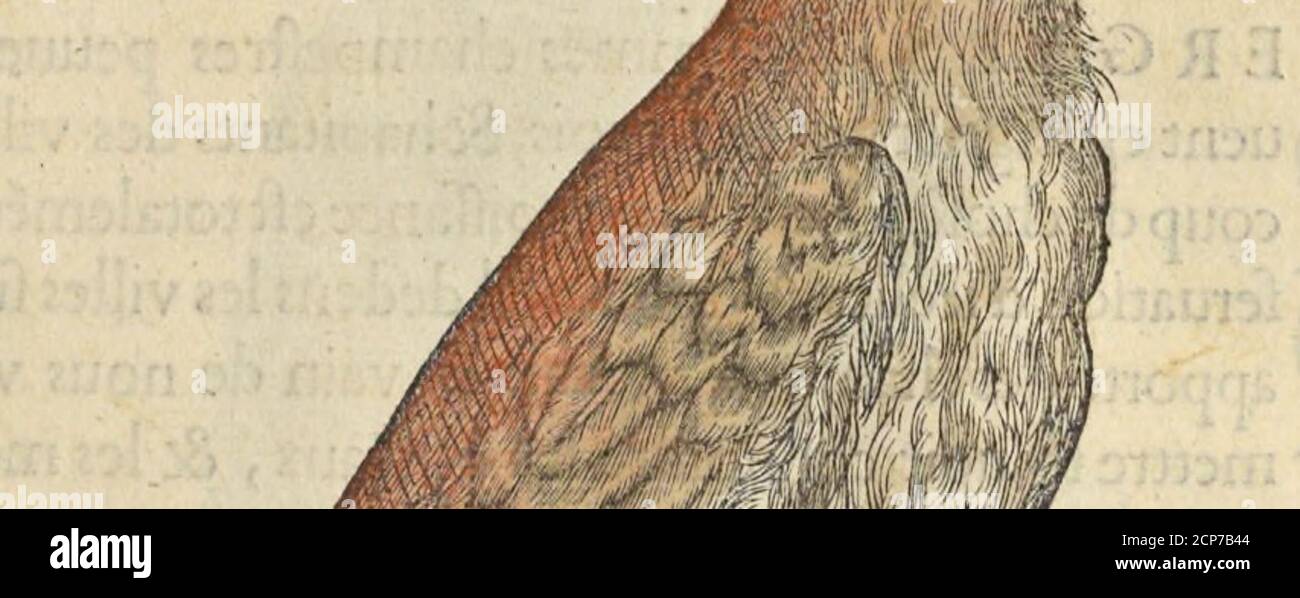 . L'histoire de la naissance des oyseavx : avec les descriptions, et naïfs portraicts retirez du natvrel, escrite en sept livres . Banque D'Images