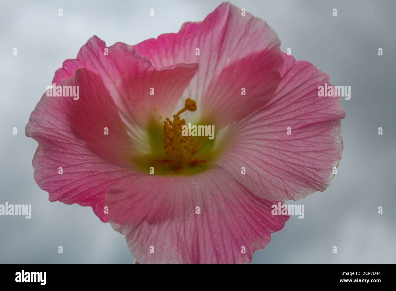 fleur, fleur rose magnifique, fleurs en arrière-plan de l'image du jardin Banque D'Images