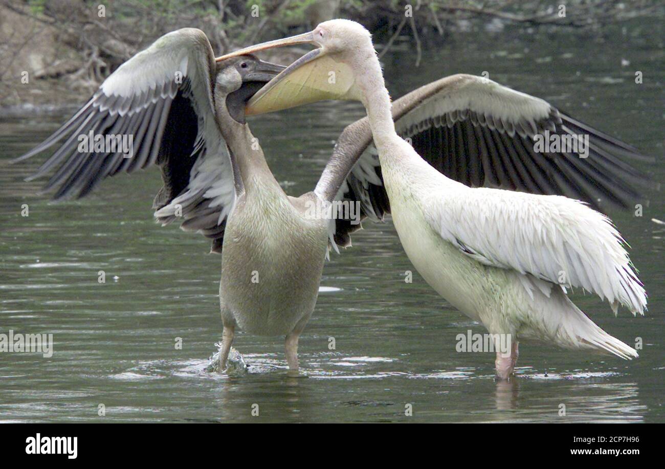 Un Bebe Pelican L Essaie De Sortir Un Poisson De La Bouche De Sa Mere A L Interieur D Un Etang Dans Le Zoo De New Delhi Le Fevrier 02 Le Zoo Qui