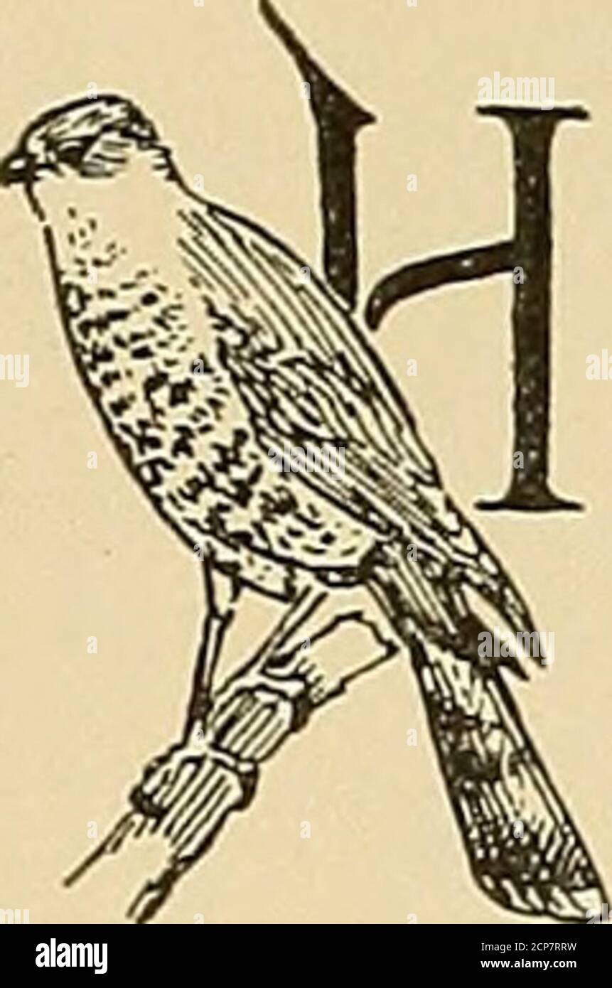 . Minerai d'oiseau E est -5 o jc 2 o :4 •* 2 W ^1. La Turquie Vulture et ses jeunes PAR THOMAS H. JACKSON. West Chester, Pennsylvanie avec des photographies de la nature par l'auteur IGH dans l'air, en envolées dans des courbes gracieuses, souvent paradislyparmi les nuages, la Vulture de la Turquie est un objet de beautysurpassant n'importe lequel de nos oiseaux indigènes dans sa grâce et majesté offense. Dans cette partie de la Pennsylvanie, il est très abondant pendant les mois d'été, et sur tout daj^ clair des nombres d'entre eux peuvent être vus, planant en haut dans l'air, rendant les irmerveilleuses évolutions vv^ithout effort apparent ou flapping de l'aile. Evduring le col Banque D'Images . Minerai d'oiseau E est -5 o jc 2 o :4 •* 2 W ^1. La Turquie Vulture et ses jeunes PAR THOMAS H. JACKSON. West Chester, Pennsylvanie avec des photographies de la nature par l'auteur IGH dans l'air, en envolées dans des courbes gracieuses, souvent paradislyparmi les nuages, la Vulture de la Turquie est un objet de beautysurpassant n'importe lequel de nos oiseaux indigènes dans sa grâce et majesté offense. Dans cette partie de la Pennsylvanie, il est très abondant pendant les mois d'été, et sur tout daj^ clair des nombres d'entre eux peuvent être vus, planant en haut dans l'air, rendant les irmerveilleuses évolutions vv^ithout effort apparent ou flapping de l'aile. Evduring le col Banque D'Images
