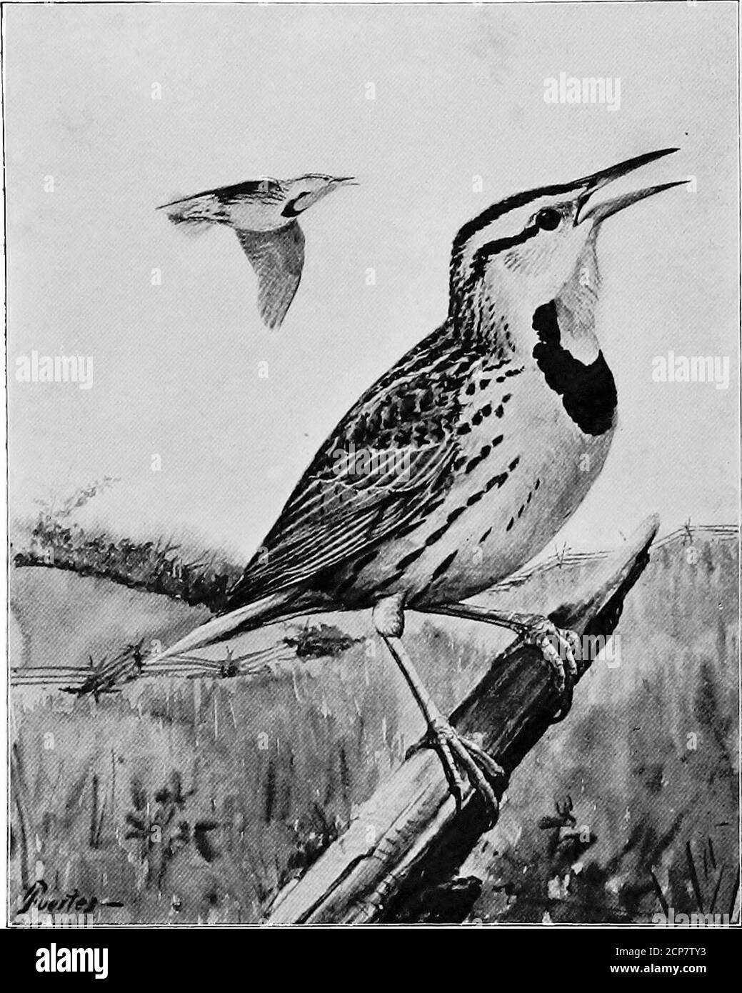 . Grey Lady et les oiseaux; histoires de l'année des oiseaux pour la maison et l'école . fougère une partie du pays, garde permanente de la prairie et des champs de foin. Toute l'année où ils restent au travail; de mars à décembre, la nourriture dans les sectes est la partie principale de l'alimentation; les insectes qui sont les theuculteurs, — les sauterelles, les vers-taupes, les truies, les tiques, les chevalles, les poux de plantes et le coléoptère de clic (la reproducteurs) n'en sont que quelques-uns. Les mois restants, décembre, janvier et février, insectes en panne, gaspillage de grain est mangé, et graines de mauvaises herbes, comme l'herbe de pigeon, la mauvaise herbe de chiffon et la moutarde noire. Heureusement pour nous, ce b Banque D'Images