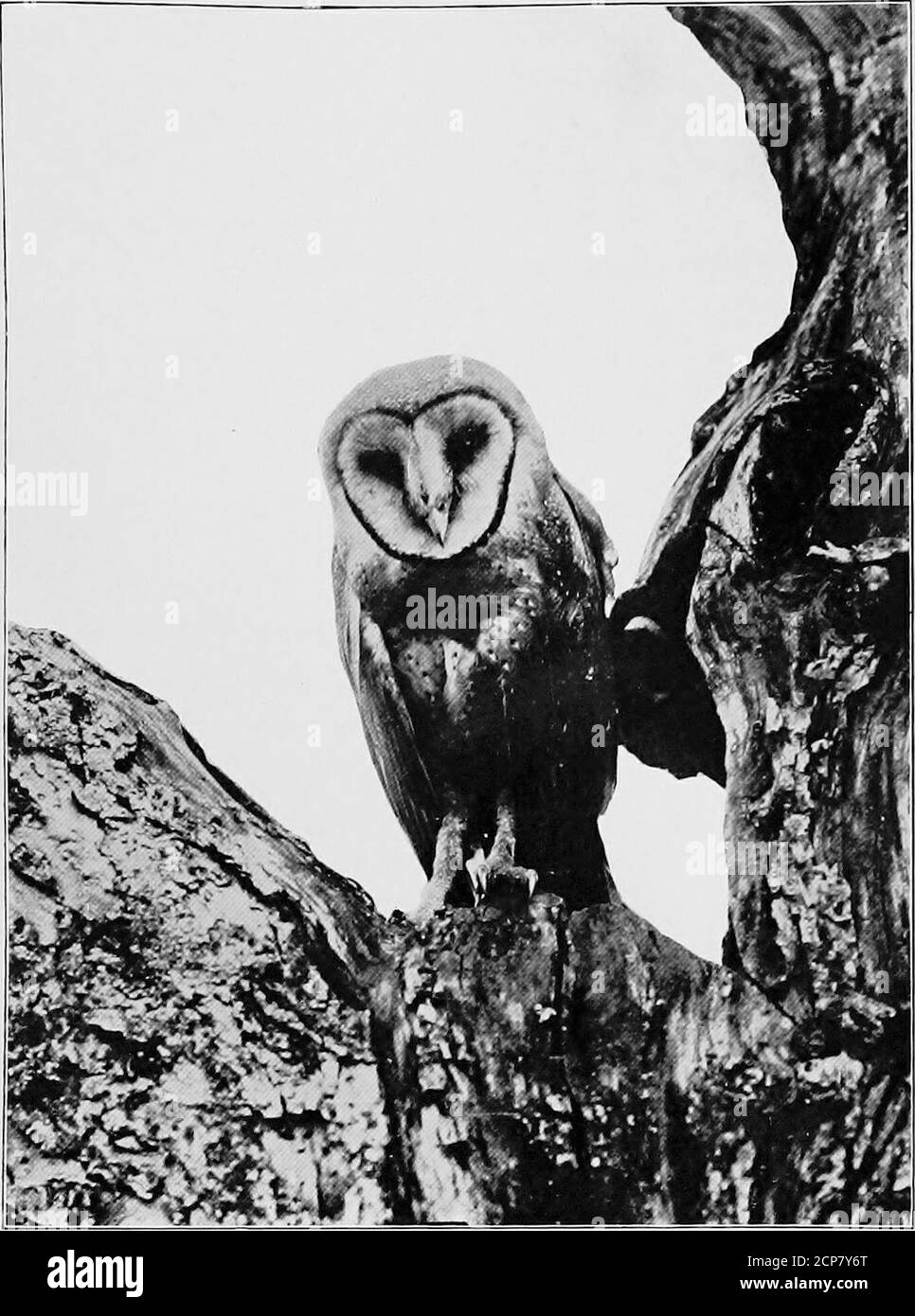 . Gray Lady et les oiseaux ; histoires de l'année des oiseaux pour la maison et l'école. Outré par elle à ce moment-là ; ils ont été rendus dans une souche subduée de mutilation et de réclamation, dont certaines parties ont l'air exactement comme vieux-dupe, vieux-dupe, ne le faites pas, ne le faites pas! Il y a deux autres hiboux qui sont très utiles; l'un est présent partout aux États-Unis, et l'autre est une espèce amore du sud, qui se trouve habituellement au sud de la Nouvelle-Angleterre. La première est la chouette à oreilles courtes ou la chouette des marais, et l'autre est la chouette des Bam. Toutes les chouettes, d'une certaine manière, se ressemblent beaucoup, malgré la différence de couleur et de taille. Ils ont des têtes rondes, à plumes, W Banque D'Images