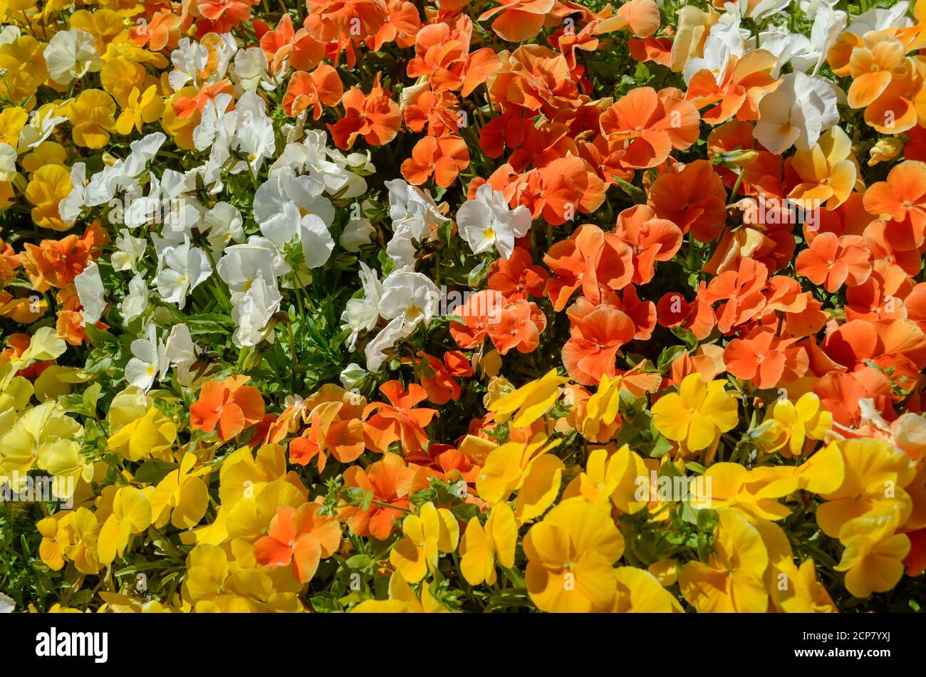 Pot de fleurs rempli de fleurs de Viola, de couleurs orange, blanche et jaune Banque D'Images