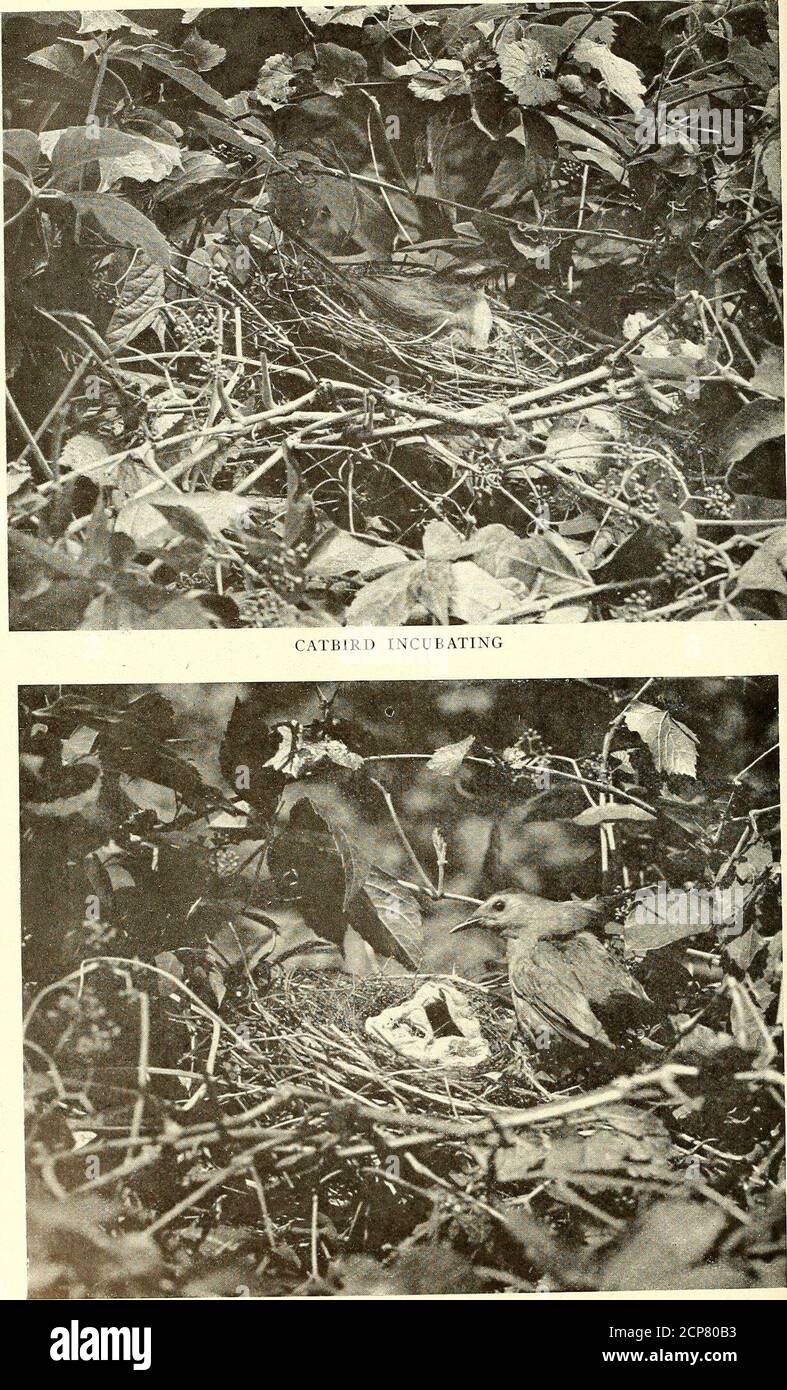 . Minerai d'oiseau . INSPECTION PHCEBE À PARTIR DE LA FIN DU JOURNAL ANEAR-BY. OISEAU DE CHAT InbPECTING LE RAG(272) Phoebe vs. Catbird 273 qu'il n'avait probablement jamais rencontré. La question était attendue avec impatience et la surprise était de se comportaient de la manière la plus raisonnable. Après avoir inspecté le tissu pendant plusieurs minutes, il a volé directement vers le nid et a nourri son jeune.puis en plantant, il a saisi une extrémité du tissu dans son bec et a fait suffisamment de fard pour le déloger, a tourné et a ipié environ vingt-cinq pieds avant de le lâcher. L'expérience a été répétée plusieurs fois et chaque fois avec le résultat du nom. Le Banque D'Images . Minerai d'oiseau . INSPECTION PHCEBE À PARTIR DE LA FIN DU JOURNAL ANEAR-BY. OISEAU DE CHAT InbPECTING LE RAG(272) Phoebe vs. Catbird 273 qu'il n'avait probablement jamais rencontré. La question était attendue avec impatience et la surprise était de se comportaient de la manière la plus raisonnable. Après avoir inspecté le tissu pendant plusieurs minutes, il a volé directement vers le nid et a nourri son jeune.puis en plantant, il a saisi une extrémité du tissu dans son bec et a fait suffisamment de fard pour le déloger, a tourné et a ipié environ vingt-cinq pieds avant de le lâcher. L'expérience a été répétée plusieurs fois et chaque fois avec le résultat du nom. Le Banque D'Images