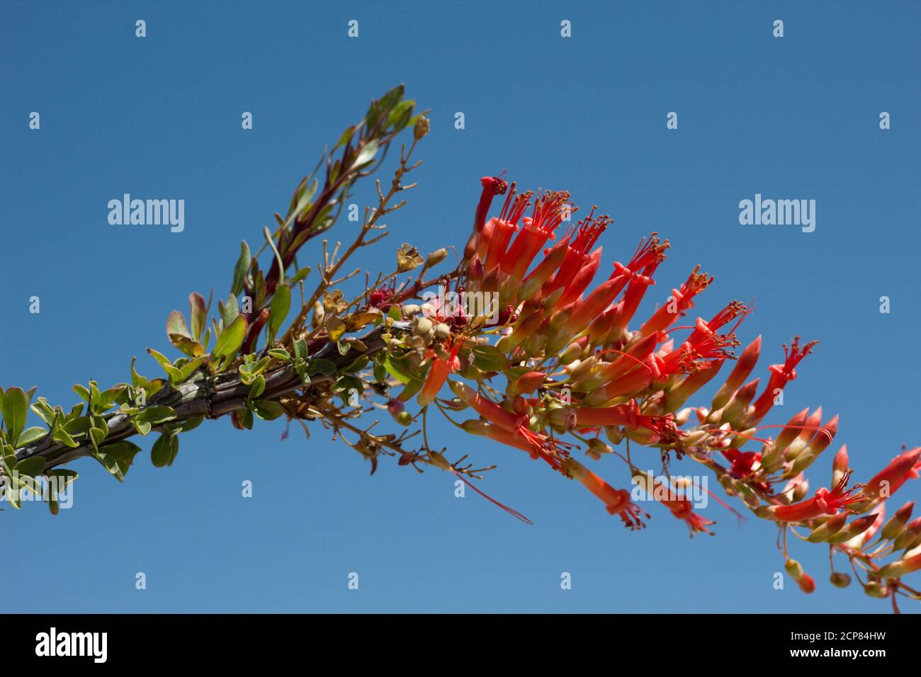 Inflorescence de la panicule rouge, Ocotillo, Fouquieria splendens, Fouquieriaceae, arbuste décidue indigène, Parc national de Joshua Tree, désert du Colorado, printemps. Banque D'Images