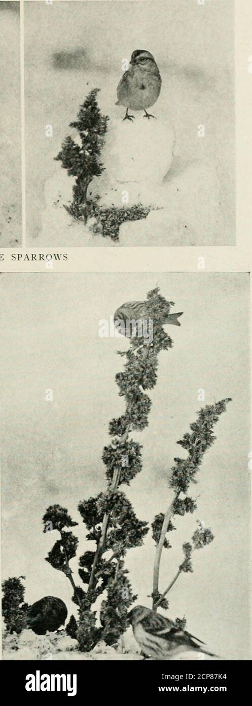 . Minerai d'oiseau . ARBRES ÉPARS il n'a pas été long après l'installation des bandana, avec beaucoup de graines de mil et de chanvre, etc., avant que les Bruant d'arbre, Juncos, et les Bruant de chanson commencent à venir régulièrement. Cependant, les visiteurs de là que j'espérais pour incet endroit invitant ont été les Red-sondages. Je les avais vus dans la région auparavant, et j'étais inquiet parti-culairement qu'ils aient shouldpay cette blind une visite et m'a donné le plaisir d'ajouter des theirPictures à ma collection. Le bateau-aveugle a été arrangeavec l'avant vers le nord, mais le soleil bas a jeté une ombre longue. Pour amener les oiseaux à se feedau-dessus de cette ombre, j'ai construit un Banque D'Images