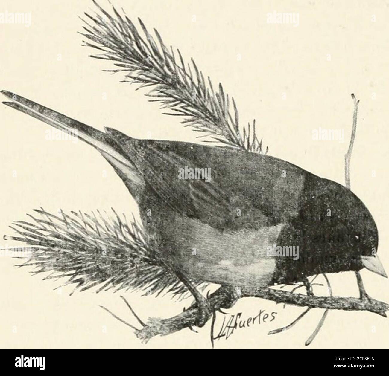 . La clé pour les oiseaux nord-américains. Contenant un compte rendu concis de toutes les espèces d'oiseaux vivants et fossiles à l'heure actuelle connues du continent au nord de la frontière mexicaine et des États-Unis, y compris le Groenland et le bas de la Californie, avec lesquels sont incorporés ornithologie générale, un aperçu de la structure et la classification des oiseaux, Et Field ornithologie, un manuel de collecte, de préparation et de conservation des oiseaux . cific Coast, races de la Colombie-Britannique à l'Alaska, S. en hiver à la Californie et au Nevada.sous cette forme ont longtemps inclus tous les Juncos à tête noire, à dos rouge, à flancs roses fr Banque D'Images
