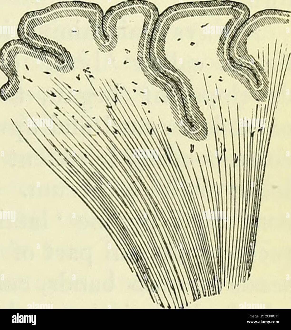 . Sur l'anatomie des vertébrés [ressource électronique] . fle mammifère sur les brainbegets aviaires les structures ajoutées pour l'asso-ciation de parties ajoutées, déjà décrit. Chez l'homme, chaque pillarde antérieur du fornix, après avoir quitté le c tha-lamus, descend et est plié sur l'itselfavant de monter, le pli se projectà la base du cerveau, derrière l'infundibulum, comme le (corpus albi-canes, ou Mammillare, fig. 128, m. Dans le Lissencephala, où un corps callosum est d'abord éta-blié, il peut sembler, dans une dissection d'en dessous, que les fibres extérieures du ( radiant cône incurvé sur le côté Banque D'Images