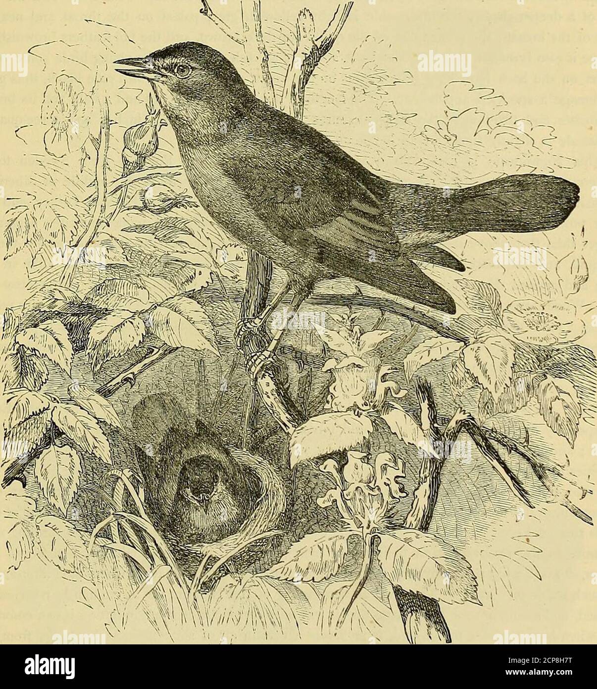 . Cassell's book of Birds . ir alimentaire principalement de la terre, comme ils sautent sur la surface du sol avec la plus grande agilité, et cherchent rarement leur prix d'insecte sur les arbres, d'où, cependant, ils plantent des baies mûres avec muchadroitness. De chaque point de vue, nous devons reconnaître chez ces oiseaux un très haut degré d'intelligence, tous les sens étant bien développés, et leur vue et leur audition particulièrement bonne. Whenon l'aile, leurs mouvements sont rapides et faciles, et en ce qui concerne leurs dons vocaux merveilleux, nous avons besoin DES OISEAUX CHANTEURS. 186 il suffit de faire allusion à un membre du groupe, le Nighting Banque D'Images