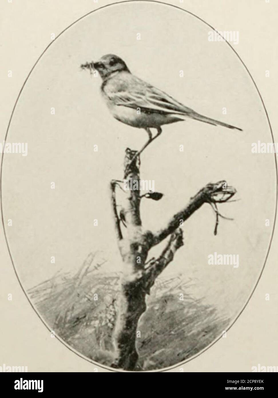. Les manières de la nature sauvage . FEMELLE JAUNE WAGTAILGOING POUR NID. 2o6 NATURES SAUVAGES VOIES. Populairement supposé être gouverné par des lois d'instinct montonouly rigides. Pas un des quatre individus que j'avais sous-observation a montré n'importe quelle disposition à donner Wingedinsectes le moindre quart. Si le plus à l'extérieur. LE PETIT JAUNE DE QUEUE DE CHEVAL. Victime dans une rangée tenue entre les mandiblesréussit à se wriggle libre, et est tombé dans l'herbe en dessous, il a été immédiatement suivi et re-couvert. Si une mouche de toute taille passa incautiouslyoverhead, elle fut poursuivie et invariablement caughtpar un flutter vertical dextres. Bien que le blac Banque D'Images