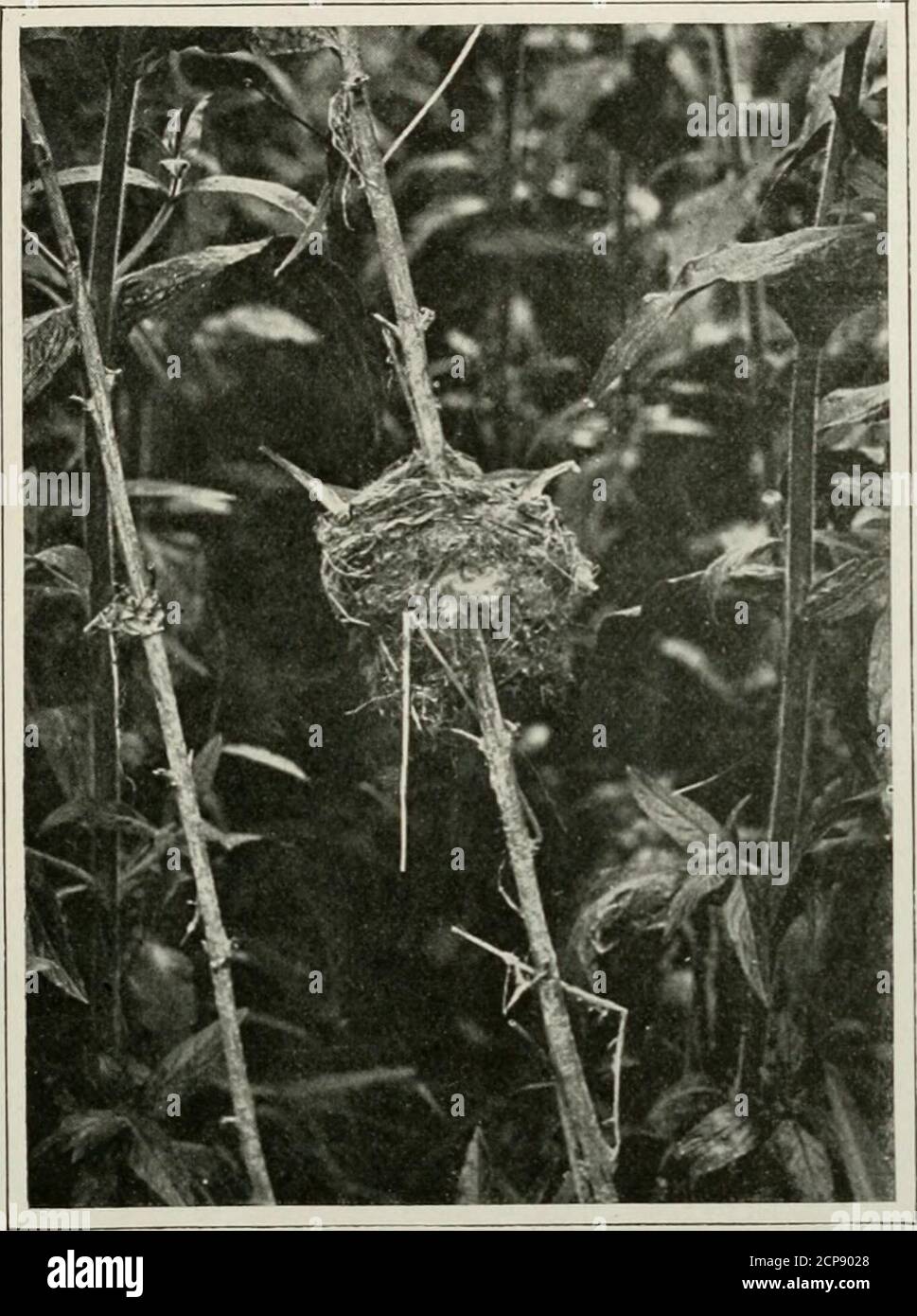 . Les manières de la nature sauvage . IVIALE REED PARULINE SUR LE NID. Pas souvent dans le monde de l'oiseau, et hke aneconomy femme de ménage, la poule s'est assise et tenue la créature qu'elle avait attrapé dans son projet de loi untiltype temps que le^ devrait se développer à nouveau faim. Je n'ai jamais rencontré autant de nombres de la palande jaune gracieux que sur le Broadsand dans le Yorkshire Dales, où l'oiseau breedsabondamment. OISEAUX DE BROADLAND ET DE STREAMSIDE. 203. PARULINE À ROSEAU FEMELLE TENANT DE LA NOURRITURE DANS SON PROJET DE LOI JUSqu'à ce que HERCHICKS GRANDISSENT ENCORE FAIM, en mai dernier, j'ai donné aux membres de deux paires de ces oiseaux une bonne attention à l'armslength, et le th Banque D'Images