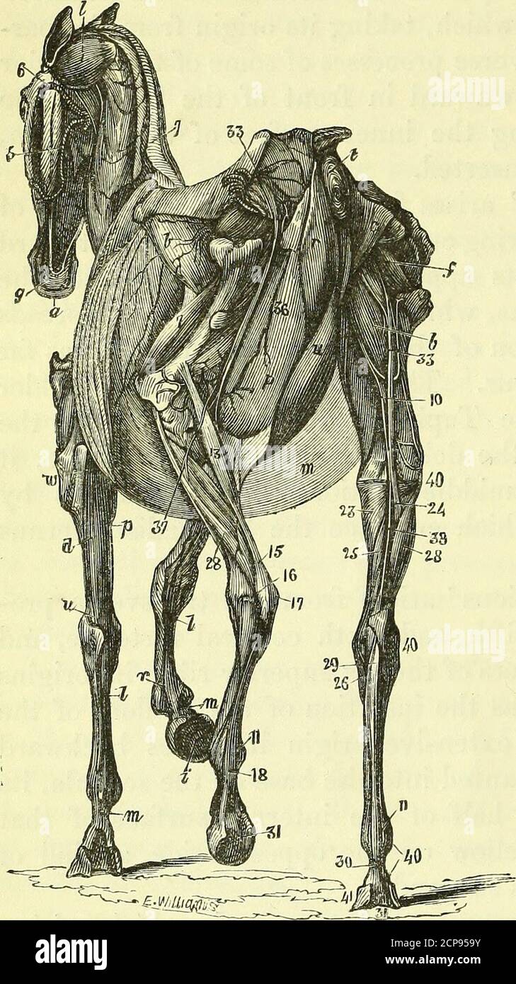 . Sur l'anatomie des vertébrés [ressource électronique] . ds rond à être inséré dans la tête de l'humérus; La seconde se termine par un fascia, qui descend sur l'avant-bras, tandis que la troisième, qui tourne dans une direction transverse sur la partie inférieure, est insérée intol'humérus le long du levator humeri pro-prius entre le bicepsand le brachialis inter-Myologie de moi Horse, n. nus : une partie de la partie sternale rejoint la partie de la corre-spongieuse du côté opposé pour former le (musclecommon aux deux bras, par l'action dont les deux pattes avant sont faites pour se croiser. Le latissimus dorsi est Banque D'Images