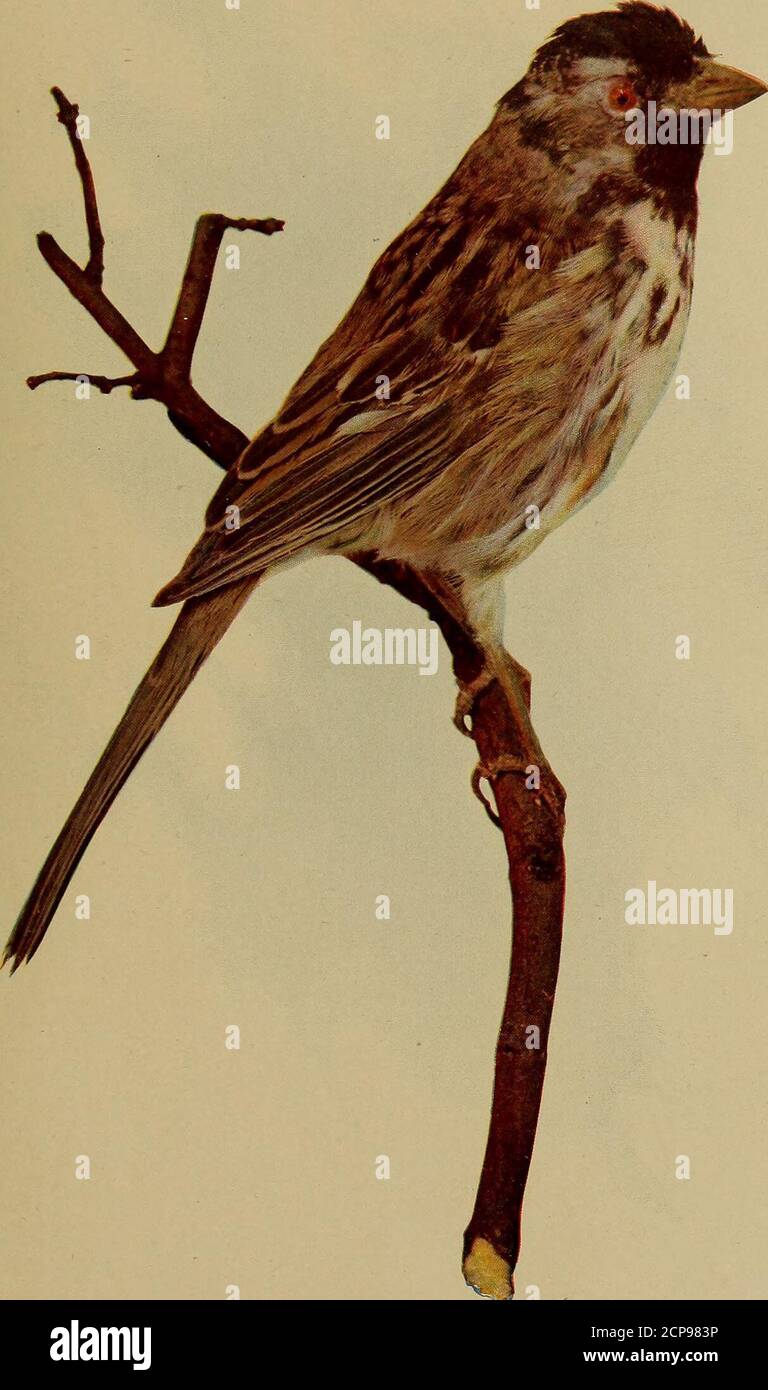. Oiseaux et nature . parrow à gorge blanche, mais livré dans un chant largement dififerent. M. Nehrling l'a observé au Texas, au cours du mois de novembre, où il était associé à des juncos, à couronne blanche et à des moineaux de champs, dans des troupeaux qui ont con-sistenaient des milliers d'individus. Hecaught plusieurs des Harriss Sparrowsand les ont confinés dans des cages. Ils sont venus apprivoiser et il les nourrit de variousinsectes, de maïs kaffir et de graines canarienne. Ce Sparorw est de grande taille et est vêtus de son plumage d'été, c'est un oiseau étonnamment beau. Le noir brillant de la couronne et de la gorge est fait proéminentpar le co brillant Banque D'Images