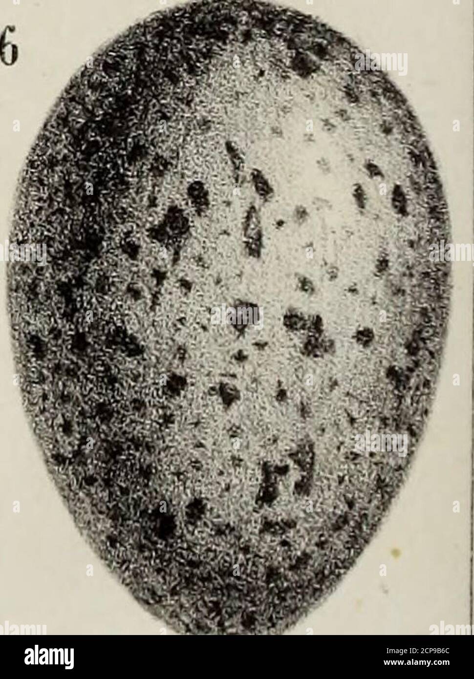 . Ornithologie de la Savoie, ou, Histoire des oiseaux : qui vivent en Savoie a l'état sauvage soit constantement, soit passagèrement . Allumé ! PÎ Pétrin. Lifcr.E dit à CBI ï.rrù>*,ry. CorLeau ^yeuxf mâle aduïe jfsgï.nat; P. Cost2 » une tête de jeune de lune,•fâgï.RTAT. 3;/i Œîi/f de /espace; or. ri a/ 5 Corbeau C li ouca s, jeune mâle;^ ou.//// , P.Lo/i .T» /#/// //<« lespèce;gï. //«y/. J.Wei-rter dslebLitL DE LA SAVOIE. 99 gne jamais de recorir , pour vivre dans les stemps de disette, aux cadaves de reptiles ou de poissons, ni même à ces animaux domestiquespon jette à la voie dans le Banque D'Images