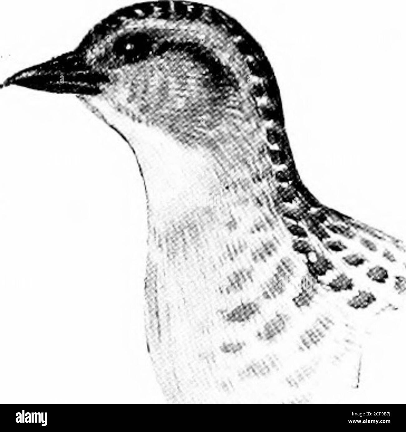 . La chasse et la pêche en Floride, y compris une clé pour les oiseaux aquatiques connus pour se produire dans l'État . 75. S'étend de l'Amérique du Nord tempérée du sud en hiver au nord de l'Amérique du Sud ; elle est commune en Floride pendant les migrations. Il se reproduit à partir de LongIsland vers le nord; les oeufs sont de dix à cinq, blanc brun pâle tacheté de brun foncé. Clé pour les oiseaux aquatiques de floride.sous-genre COTURNICOPS Bonap. 267 PORZANA NOVEBORACENSIS {GmeL).Yellow Rail. Ci-dessus, parsemé de noir et de brun jaunâtre; barré de plumes et marbré de blanc; sous les parties de brun jaunâtre, paleston de la cloche Banque D'Images