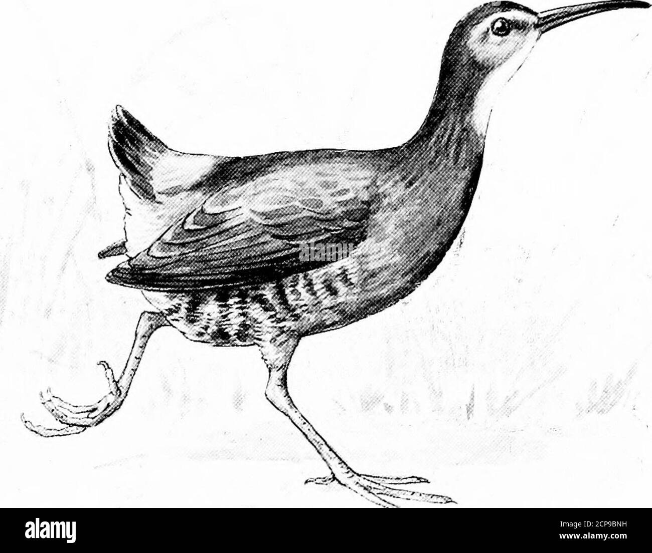 . La chasse et la pêche en Floride, y compris une clé pour les oiseaux aquatiques connus pour se produire dans l'État . est l'espèce habite les marais d'eau douce des États-Unis de l'est de la Nouvelle-Angleterre vers le sud. Il n'est pas rare en Floride, où il se reproduit. Les oeufs sont généralede neuf à douze, blanc brun pâle, tachetés de brun rougeâtre. LA CLÉ DES OISEAUX AQUATIQUES DE FLORIDE. 265 RALLUS VIRQINIANUS Linn.Virginia Rail. Adulte: Ayant un peu l'apparence d'un très petit King Rail; parties supérieures aredusky ou noirâtre; plumes bordées de brun grisâtre; ailes brunâtre; sous les parties brun foncé rufousBrown; throa Banque D'Images