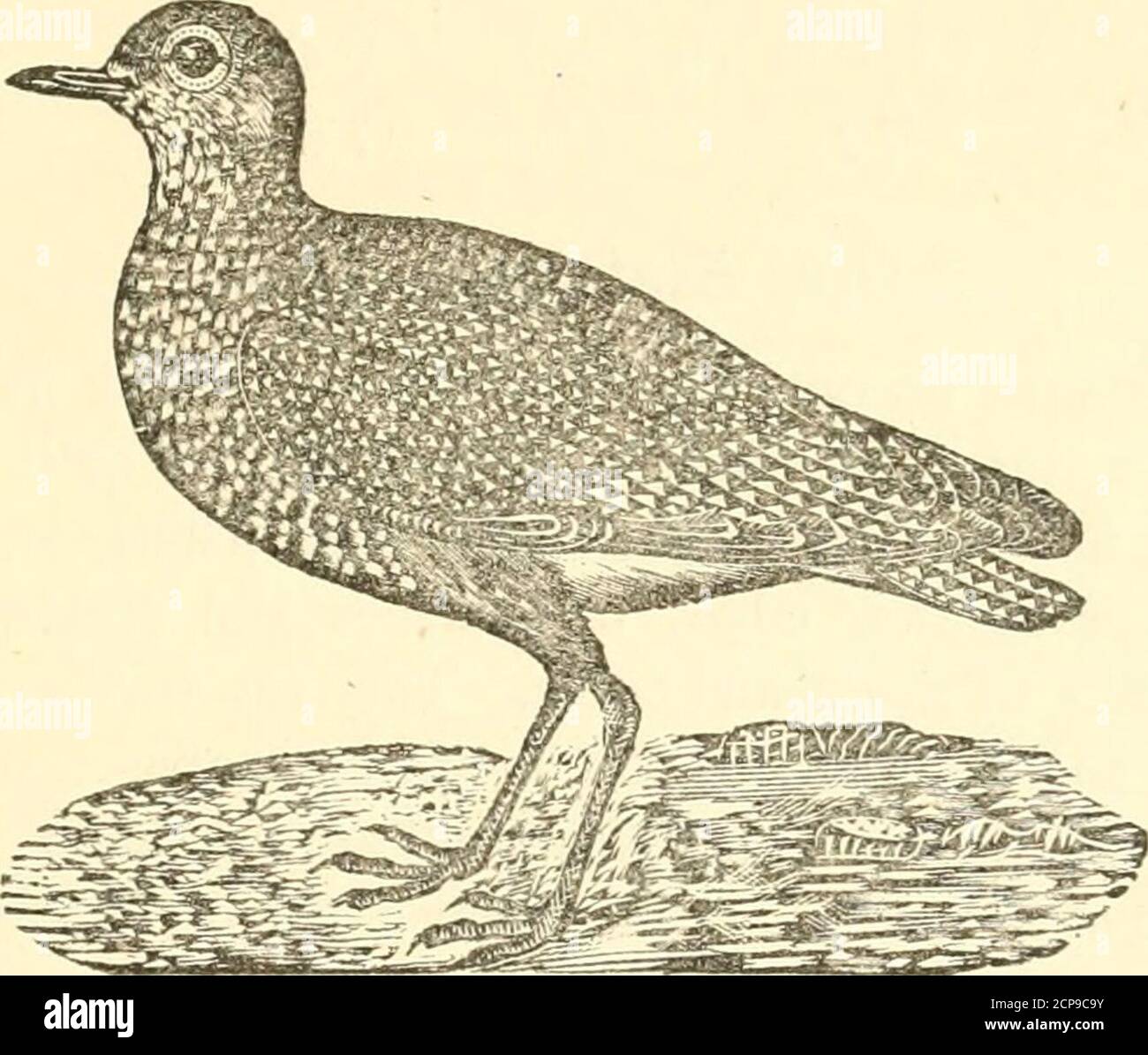 . Les oiseaux comestibles et gibier de l'Inde britannique, avec ses dépendances et Ceylan. Avec des coupes de bois, des lithographies et des illustrations colorées . buffy, avec une duskytinge et des bordures jaunes et des taches sur les plumes ; flancs brun pâle, tacheavec du blanc souillé. Dans le plumage d'été, le plumage supérieur est plus foncé, presque noir, les taches jaunes moins nombreuses et plus petites, le front blanc, et les joues, la gorge, le cou, et les parties inférieures sont noires ;primaires noires, les arbres des trois premiers blancs; les secondes bout de M-hite; aussi les couvre-ailes médianes ; brunissage de la queue avec interdiction transversale Banque D'Images