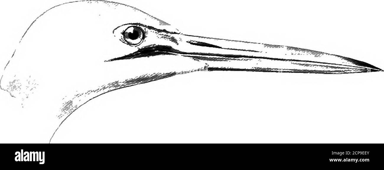. Chasse et pêche en Floride, y compris une clé pour les oiseaux aquatiques connus pour se produire dans l'état . h Amérique. Il est censé se reproduire sur la côte AT-lantic de la Floride vers le nord, bien que Iwait jamais vu cette espèce en Floride pendant la saison de reproduction. Le nid, qui est construit dans un arbre, est une grande affaire composée de bâtons.les oeufs sont de trois à quatre en nombre et bleu pâle. Sous-genre HERODIAS Boie. ARDEA EQRETTA GmehAmerican Egret. Adulte: Plumage blanc entier, ayant au cours de la saison de reproduction de longs panaches gracieux sur le dos, qui s'étendent au-delà de la queue; jaune pâle; jambes et pieds noirs; lo Banque D'Images