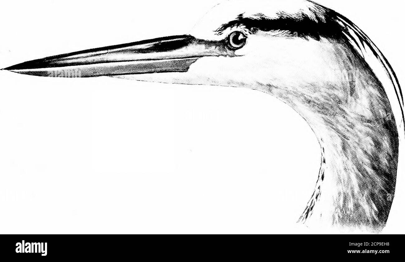 . La chasse et la pêche en Floride, y compris une clé pour les oiseaux d'eau connus pour se produire dans l'état . eron mais un peu plus grand, en particulier la facture. Les legsars olive au lieu de noir, en règle générale; facture habituellement jaune, sombre sur le dessus, en règle générale, mais certains-fois entièrement jaune. WiNG, 20.50 ; Tarsus, 8.75 ; Bill, 6.50 à 7. Cette espèce semble être limitée à la Floride; elle se reproduit dans les communautés, les oeufs étant apparemment de la même couleur que ceux du Héron bleu du nord. ARDEA HERODIAS Linn.Grand Héron. Crête allongée; jaune pâle, brun foncé sur le dessus; pattes et pieds brun foncé; semelles de TH Banque D'Images