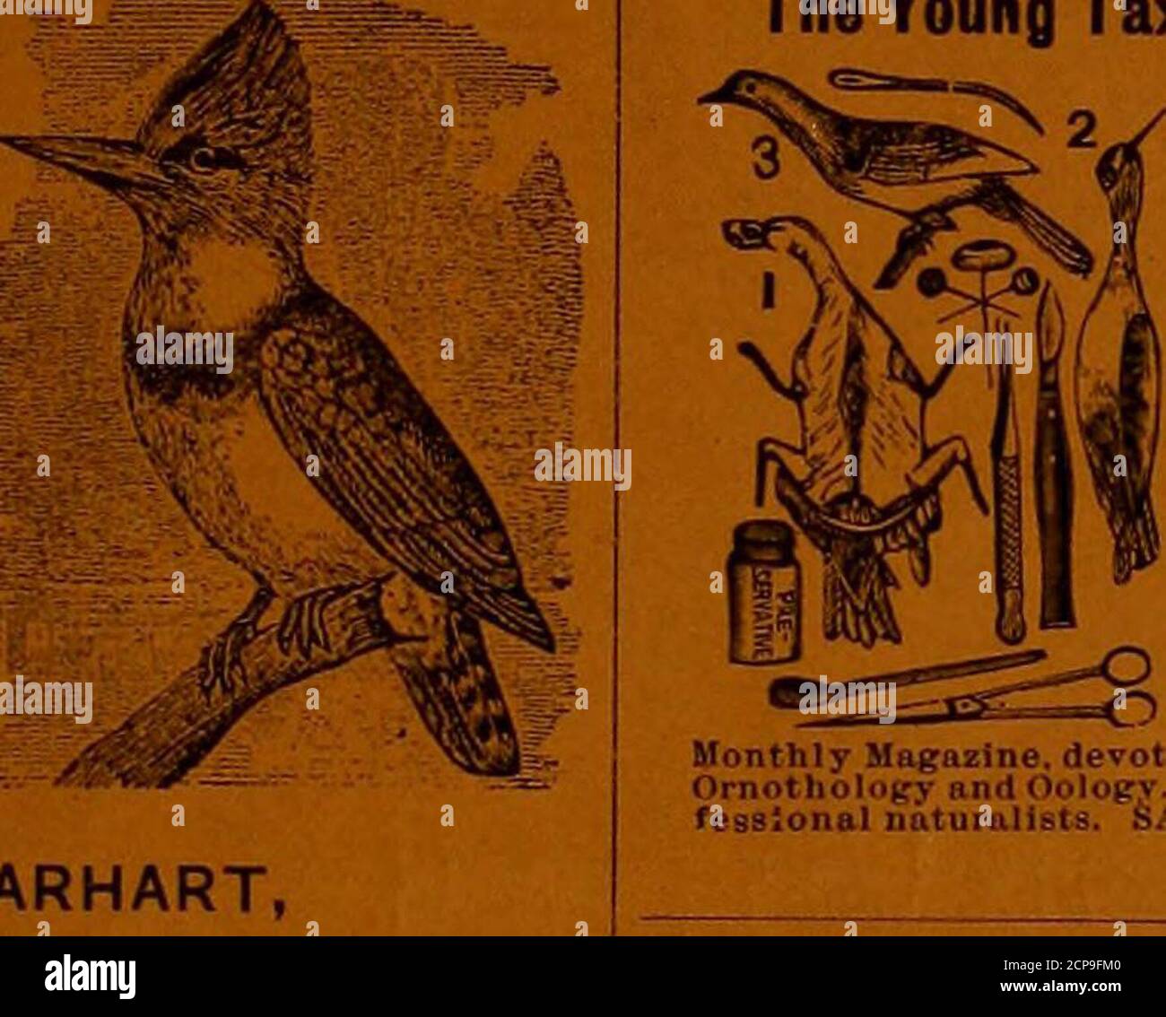 . L'ornithologue et le botaniste . GRAVURE DE BOIS, demi-tons ou PROCESSUS PHOTO. Peut donner les prix les plus bas, et J- I 1. Bon travail. Envoyez la description ^i^dl de ce que vous voulez pour eRtiuiat«. TT.T-r——^^^ échantillons gaifiillv fournis. TOUTES LES VARIÉTÉS D'ANIMAUX, objets d'histoire naturelle, BIROS, Ilean, commerce des abeilles aud coupes commerciales, illustratpd prix lis? LES OISEAUX reiifiy maintenant. Gratuit. A s|iiiialtyOF Fine Printing POUR les naturalistes. H. A. CARRART, ENCADRÉ 538. Syracuse, N. Y. TANNINE POUR PANSEMENTS. Pas d'expérience Neederl. LA MOITIÉ DE LA MAIN-D'ŒUVRE ÉCONOMISÉE DANS LA FABRICATION DE TAPIS GRÂCE À NOS TÊTES DE MACHETTES EN PAPIER ENVOYER 10 CTS. POUR Banque D'Images