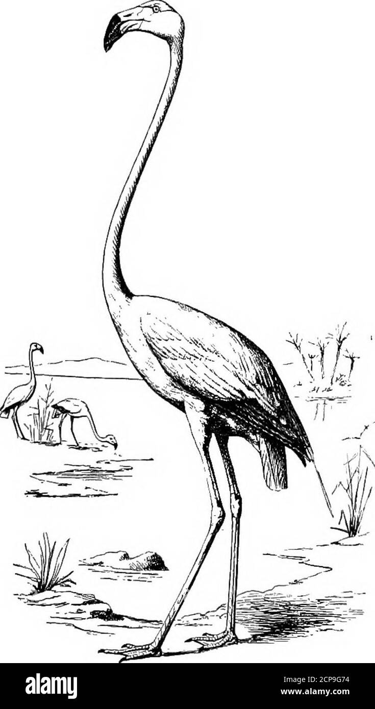 . La chasse et la pêche en Floride, y compris une clé pour les oiseaux aquatiques connus pour se produire dans l'État . OSS/E. LAMELLIROSTRAL GRALt.ATORES. Famille PHCENICOPTERID^. Flamants.genre PHCENICOPTERUS Linn. PHffiNICOPTEftUS RUBER Linn.American Flamingo. Mâle adulte : scarlet entier du plumage; la plupart des primaires noires; les jambes rouges du lac; la moitié terminale du laiteau noir; la moitié basale de l'orange mandibule inférieur. Les mâles femelles et immatures sont des mâles plus légers. Length, 52; Wing, 17; Tail, 6.50; Tarsus, 12.50; Bill,S-2S- cette espèce se trouve sur la côte de l'Amérique tropicale et sub-tropicale. C'est un resi-dent Banque D'Images