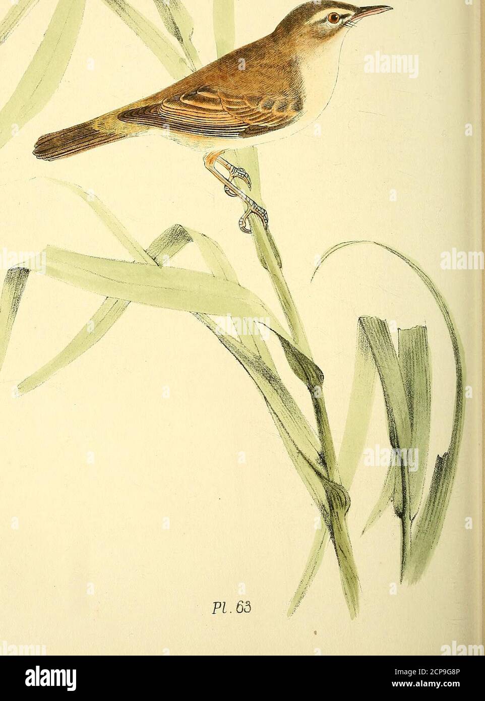 . Illustrations colorées des oiseaux britanniques, et de leurs œufs . v-. PI. 65 PARULINE À ROSEAUX. 91 LXSESSORES.DENTIROSTRES. SYL. VIADM. PLAQUE LXIII. REED WARBLER.salicaria arundinacea. Ce beau petit oiseau, considéré comme beaucoup de morerare et local que le paruline de carie, se produit en abundance tolérable sur les frontières du Middlesex et du Surrey de la Tamise, et les îlots intermédiaires. Il se distingue facilement des espèces précédentes par son plumage supérieur, qui est d'un brun clair, non varié par des taches : il est également de taille plus grande, en plus d'avoir beaucoup d'autres distinctions moins apparentes. De toute notre somme Banque D'Images