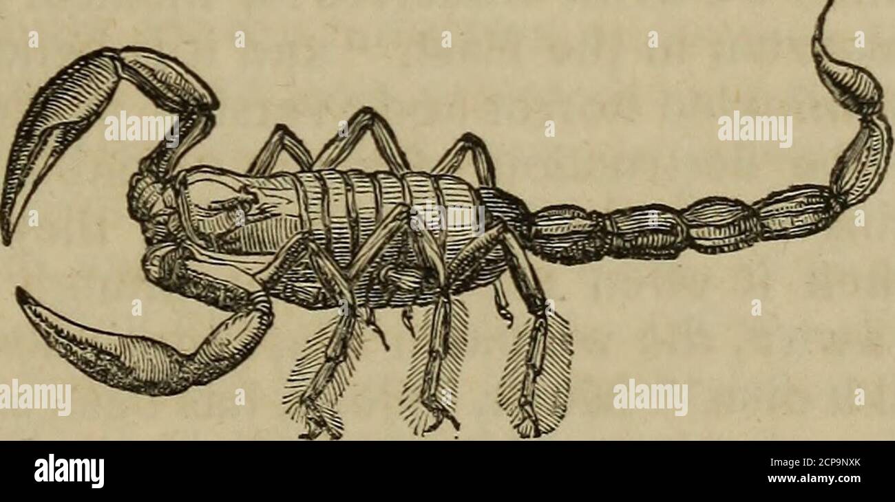 quand un scorpion rencontre un poisson