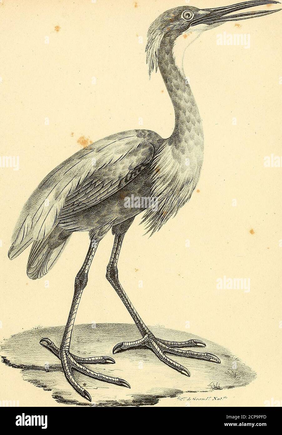 La Galerie Des Oiseaux R F Rf Aruir Jfafp R F U 6 M Gt Cu I A Tly Ceua Ie Q Gt Ct Lt Mhxxetl L 0 L Mvi Iae C C Qyifio U A A T Y Jis T Ka Axwcllu Qyafisz R O Cei A A A Y T U Gt Rrr R L A