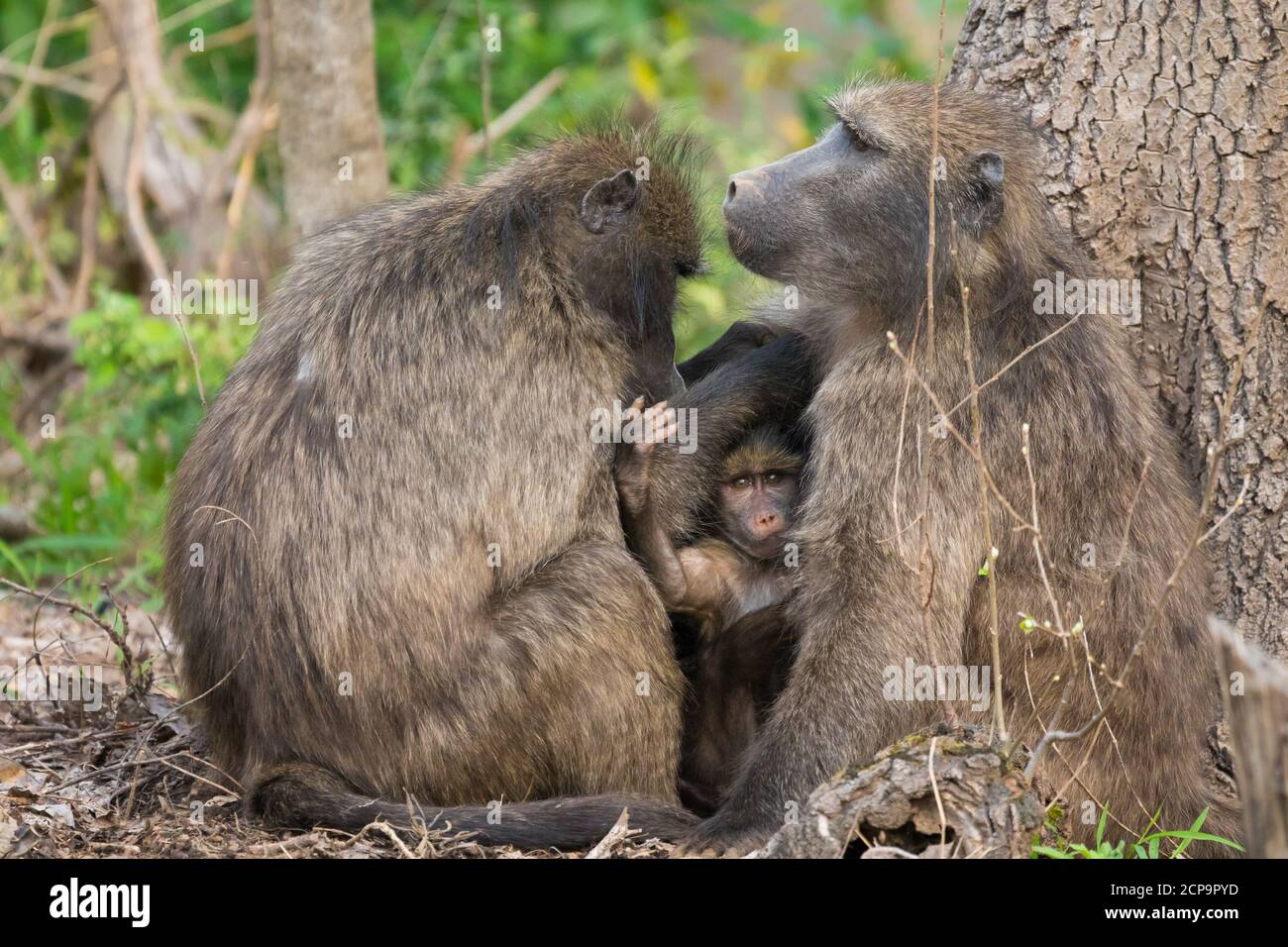 Babouins de Chacma (Papio ursinus) groupe de trois familles avec un bébé au milieu de deux adultes en contact visuel et regardant curieusement appareil photo Banque D'Images
