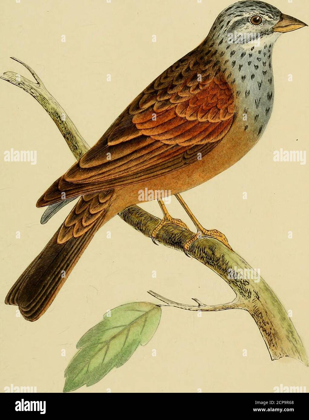 . Une histoire des oiseaux de l'Europe, non observée dans les îles britanniques . pi. 181. 44 GRANIVORiE. Famille FRINGILLIDvE. (Bonaparte.) Genre Embemza. (Linnceus.) B NON-PRESSION DE LA BATTERIE Emberiza striolata. Emheriza striolata, Friwgillaria striolata, Bruant Striole, Gestreifter Ammer, HilrPELL; Atlas, (Vogel,) pi. 10, a.Temminck; Man., p. 640, 1S20.Keyserling et Blasius; Die Wirbelt: 1840.Schlegel, 1844. Degland, 1849.Lichtenstein; Cat. Des doub. Du Cabinet de Berlin, 1823.Bonaparte; Consp Av Euro 1850.de la Fench, des Allemands. Caractères spécifiques.—pas de marque blanche sur l'une ou l'autre des queues doubles Banque D'Images