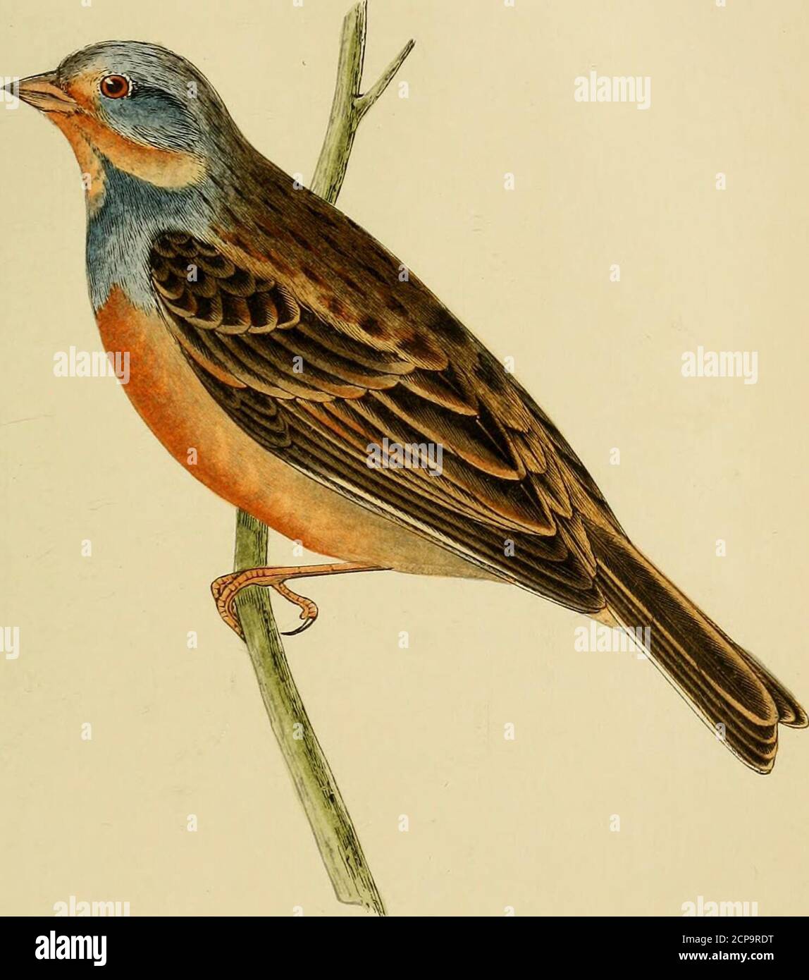. Une histoire des oiseaux d'Europe, non observée dans les îles britanniques . r avril 1857, (jeune homme.) 40 GRANIVOR^E. Famille FBINGILLIDJEJ. (Bonaparte.J genre Emberiza. (LINNAEUS.J CRETZSCHMAERS BUNTING. Emberiza ccesia. JEmh eriza casta, hortulanus, Fringilaria ccesia,JBruant cendrillard,Graukopfiger Ammer, Ceetzschmaer; dans EiippelTs Atlas, (Vogel.) pi. 10, B.Temminck, 1835.Keyserling et Blasitjs; Die Wirbelt: 1840.Schinz; Europ Faun., 1840.Schlegel; Revue, 1844.Degland; 1849.Blasius; en lit. Bonaparte ; Conp. Av EUR., 1850.ou les Français.des Allemands. Caractères spécifiques.—marron foncé ci-dessus, Banque D'Images